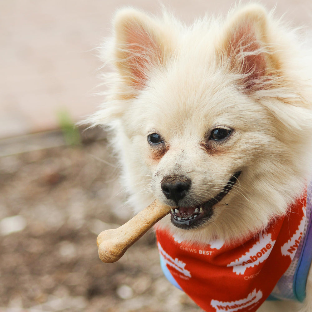 Nylabone Healthy Edibles flavor medley shows roast beef and chicken for varied rewards
