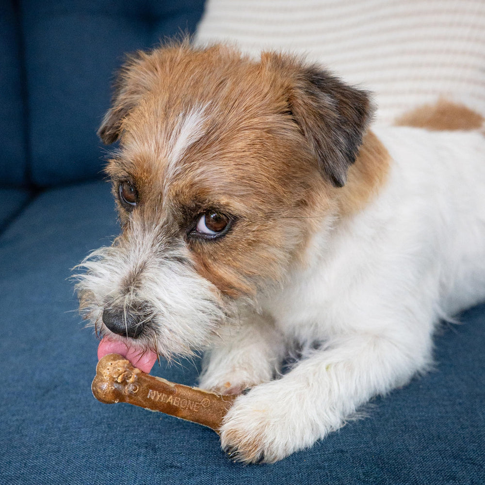 Nylabone Healthy Edibles real turkey and apple flavor close up.