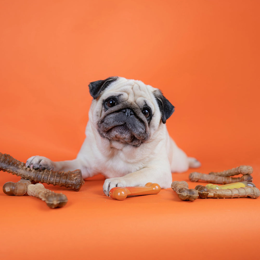 Nylabone Healthy Edibles variety bundle with three flavors