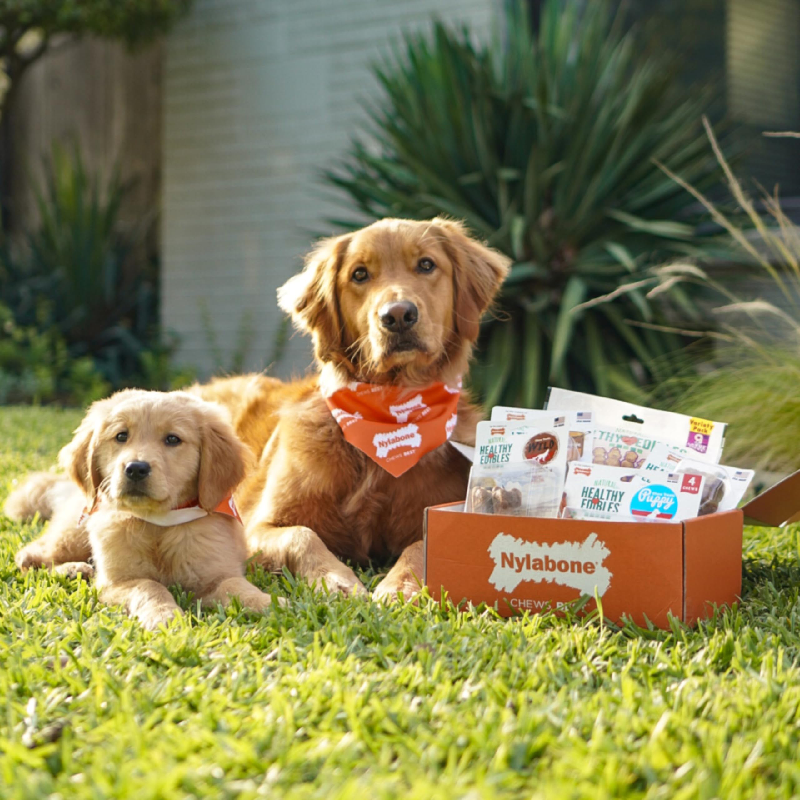 Nylabone Healthy Edibles Wild bison-flavor treat—satisfying chew for dogs up to 20 lbs.