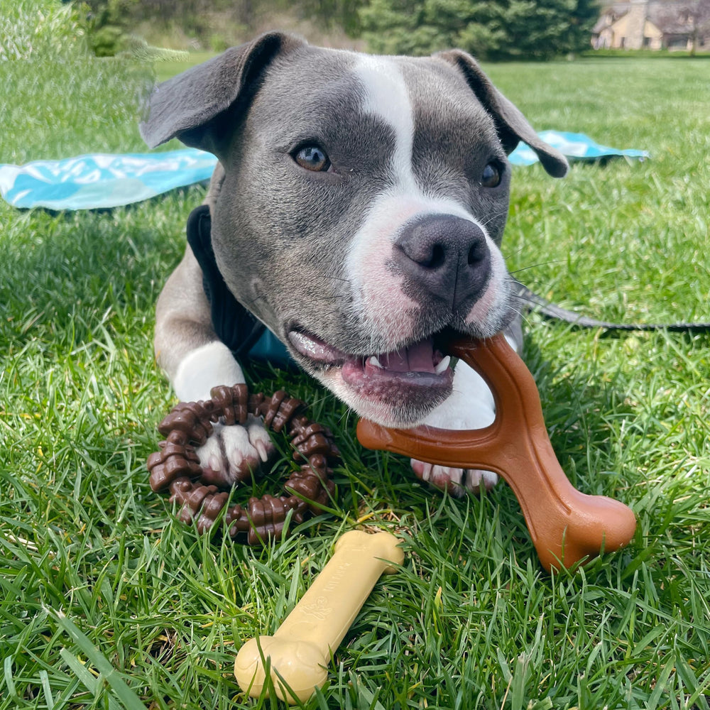 Nylabone indestructible chew toys for aggressive chewers in a 3-pack.