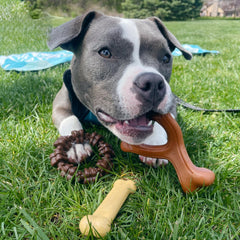 Nylabone indestructible chew toys for aggressive chewers in a 3-pack.