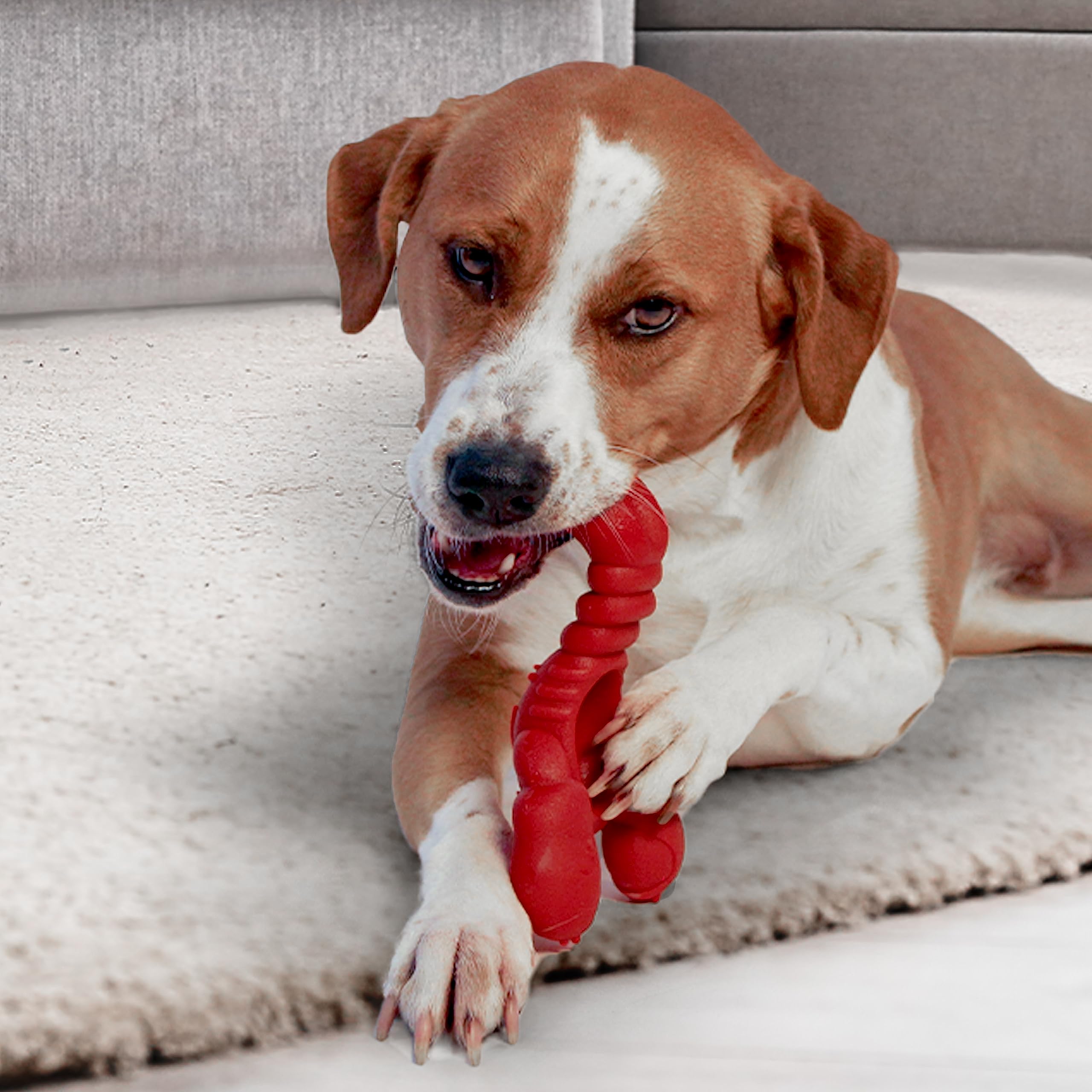 Nylabone Lobster-one-count packaging suits solo chewer play.