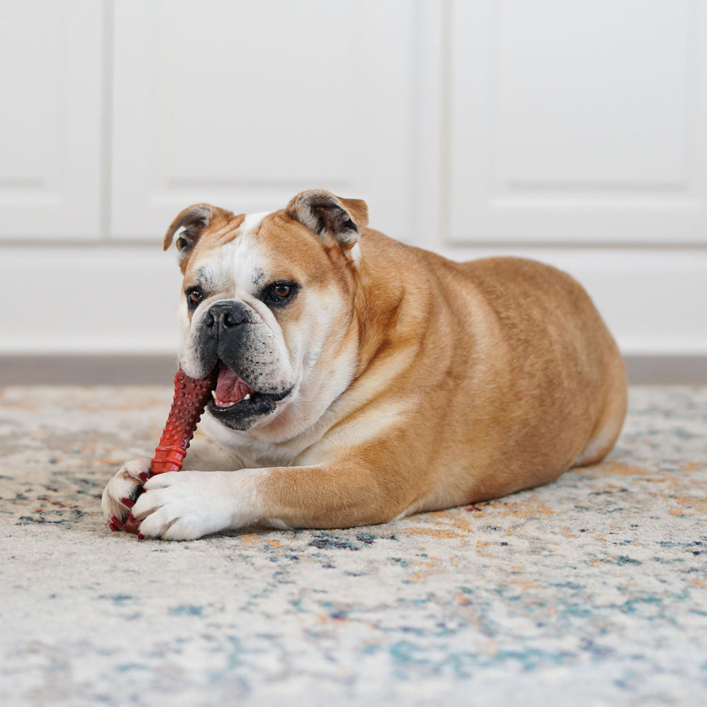 Nylabone made in USA New Jersey, designed with care