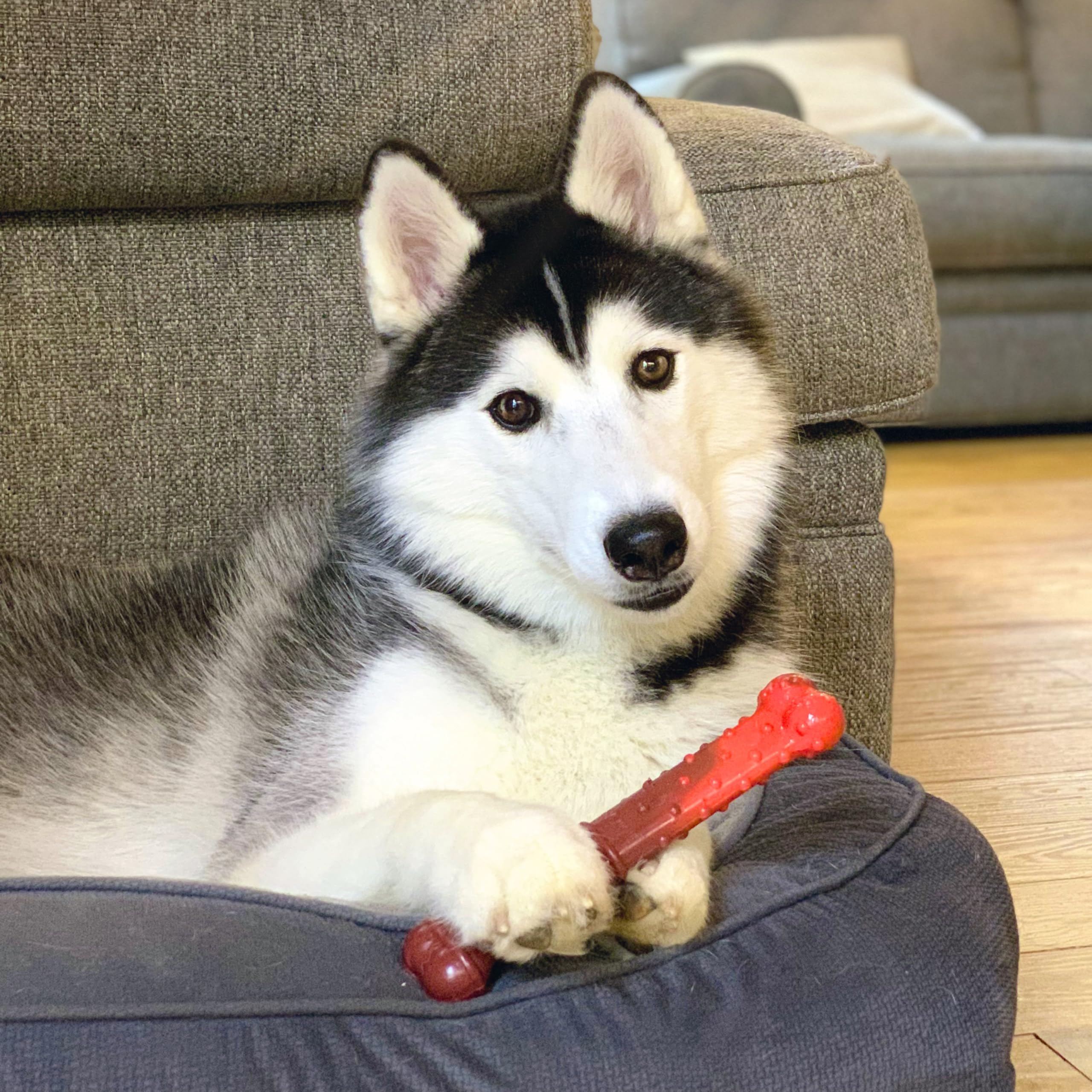 Nylabone proudly made in the USA with durable materials.