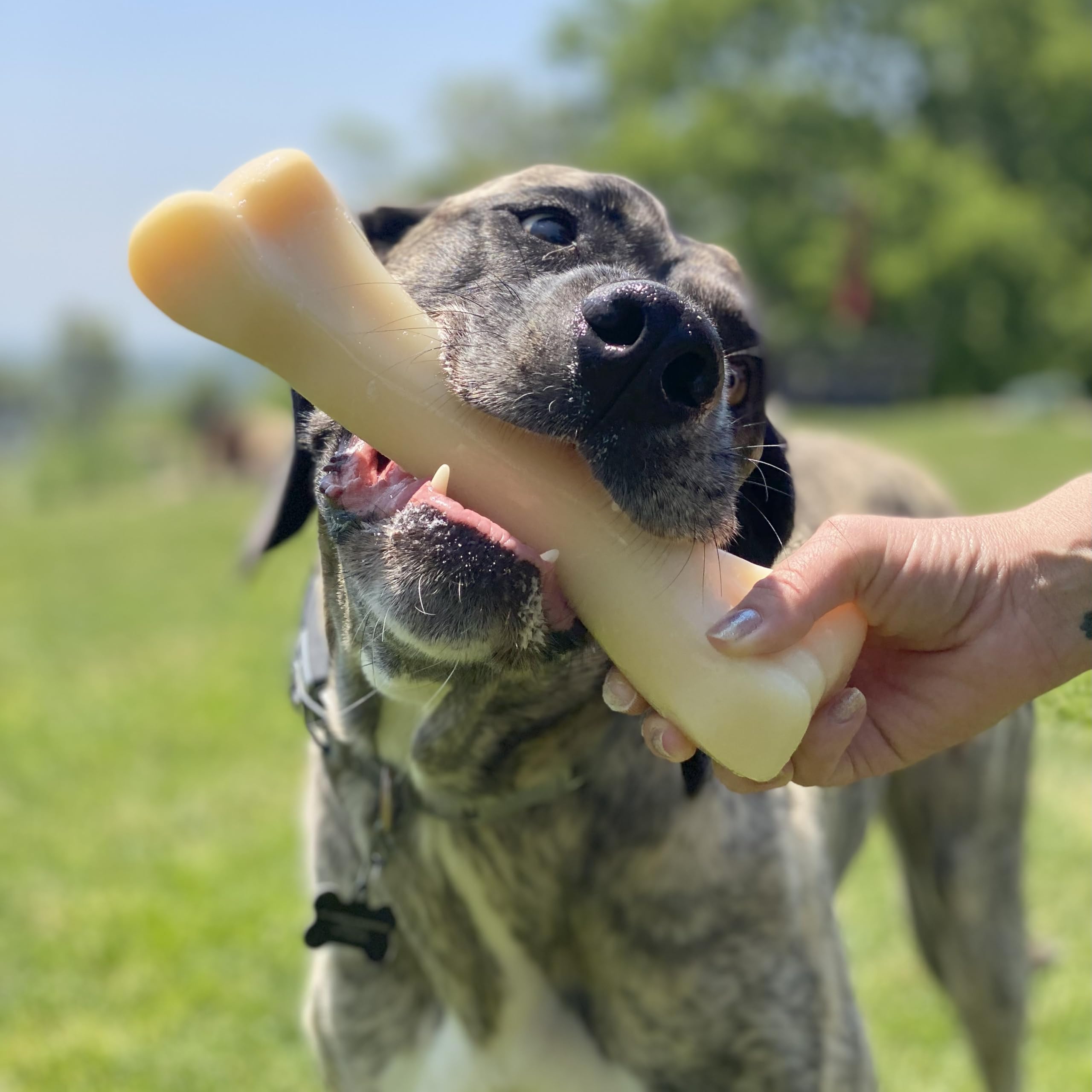 Nylabone Monster Bone close-up shows toughness for extreme chewers during play.