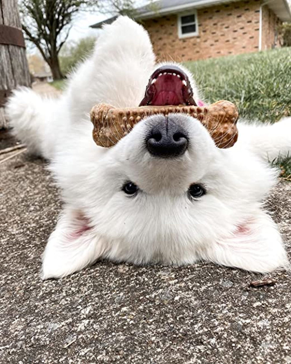 Nylabone Nubz breath-freshening formula for fresher breath