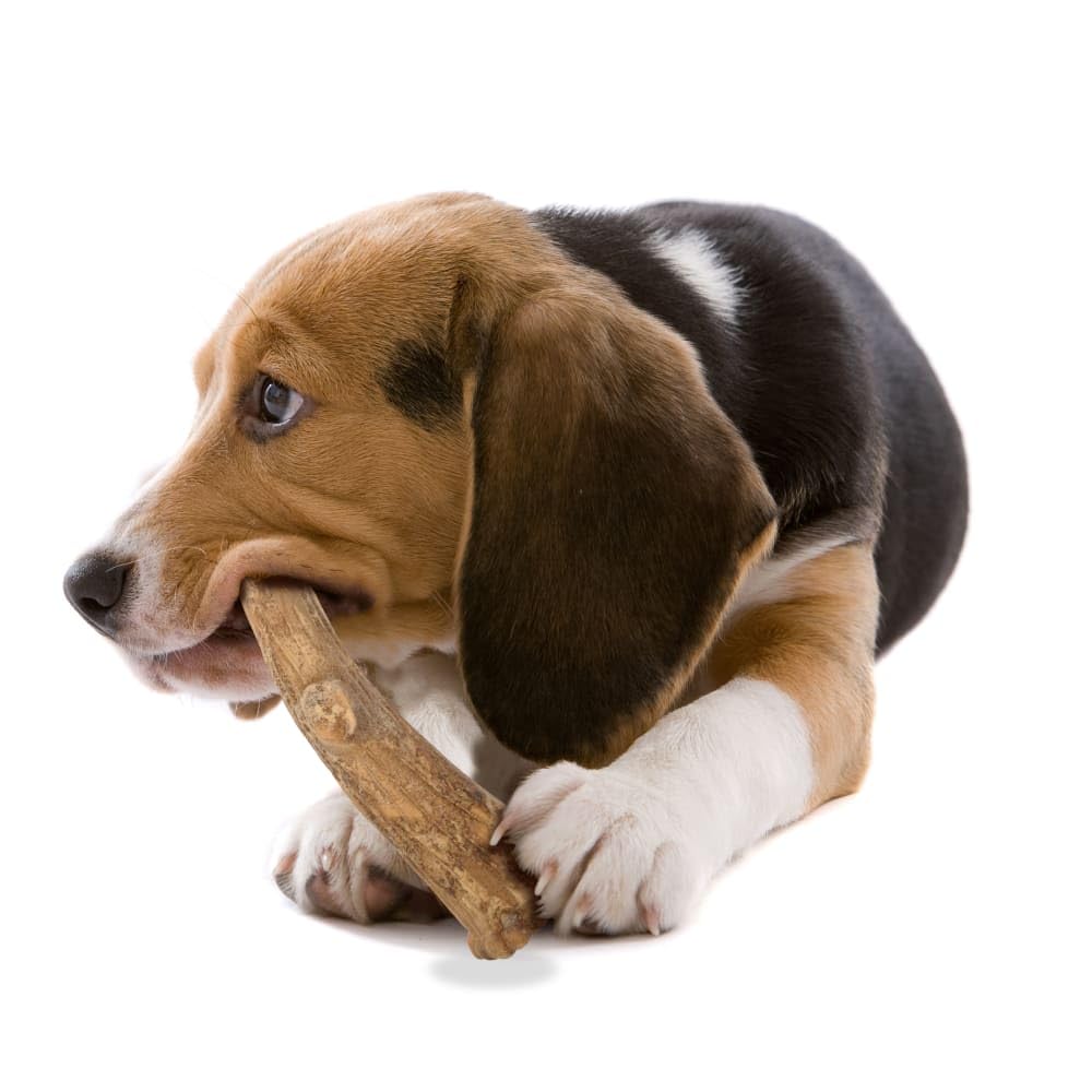 Nylabone Nubz Edibles Antler chewy snack for independent chewers.