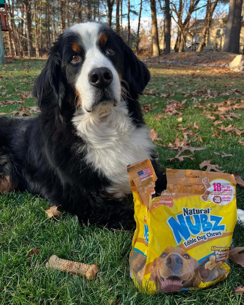 Nylabone Nubz large-dog size designed for dogs over 30 lbs