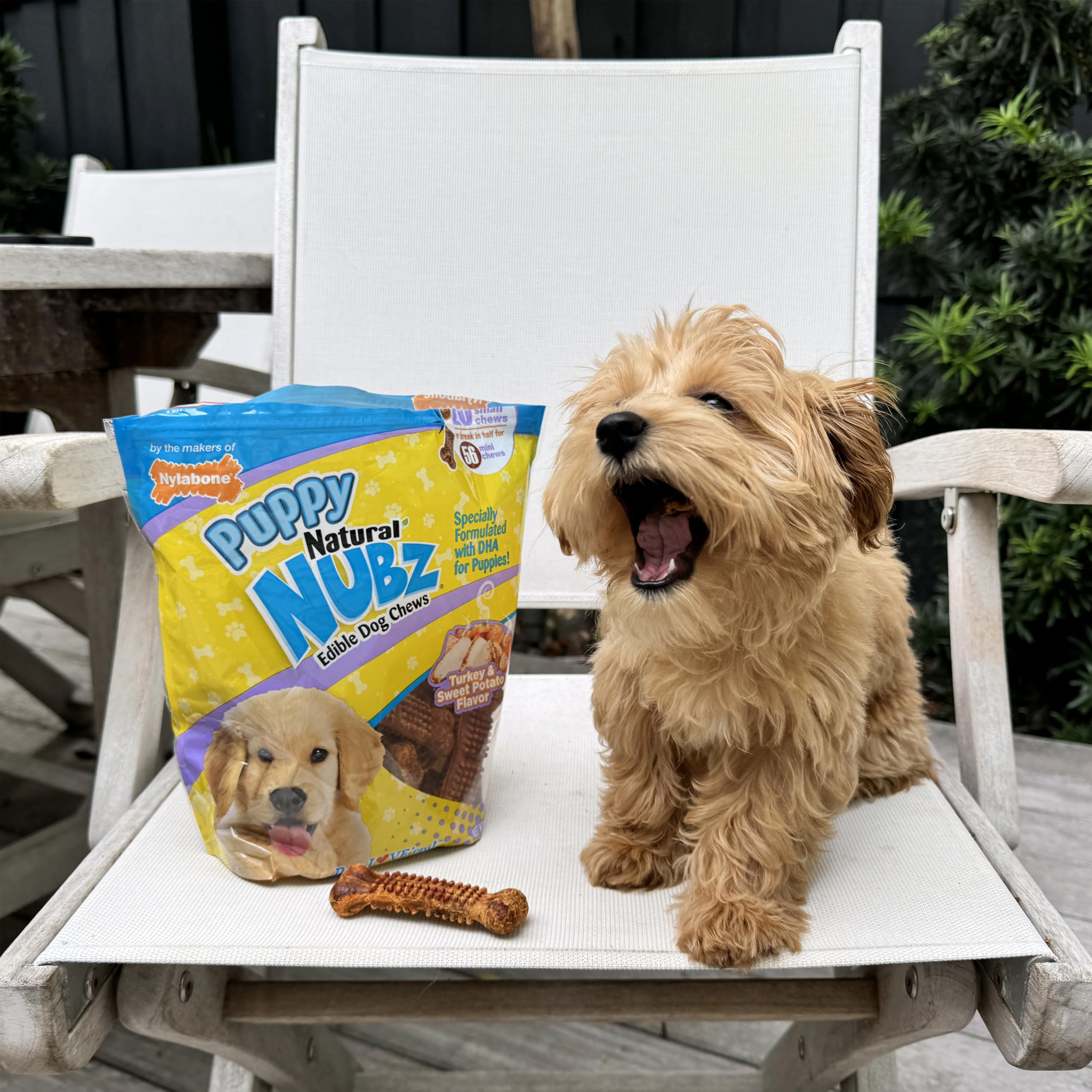 Nylabone Nubz small-dog size chew for puppies up to 30 lbs