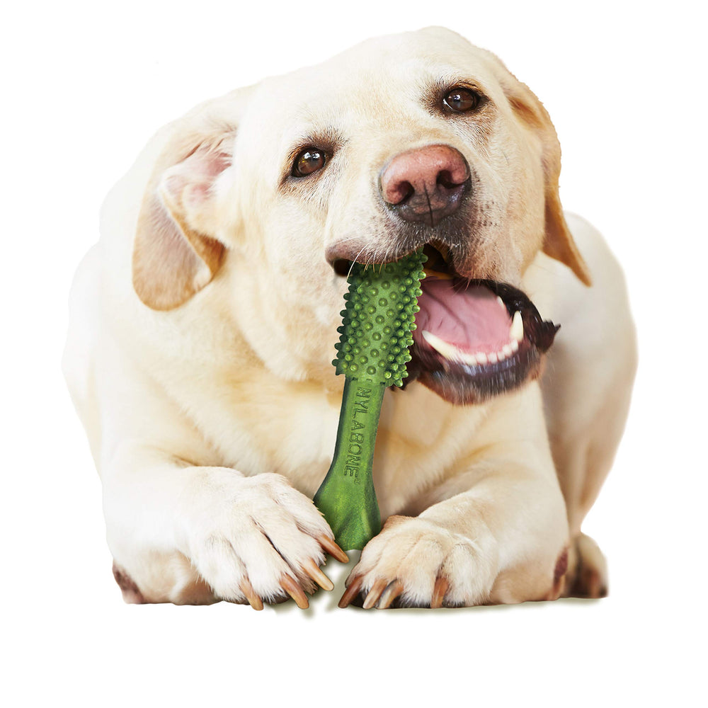 Nylabone Nutri Dent 20-count pack image highlights value