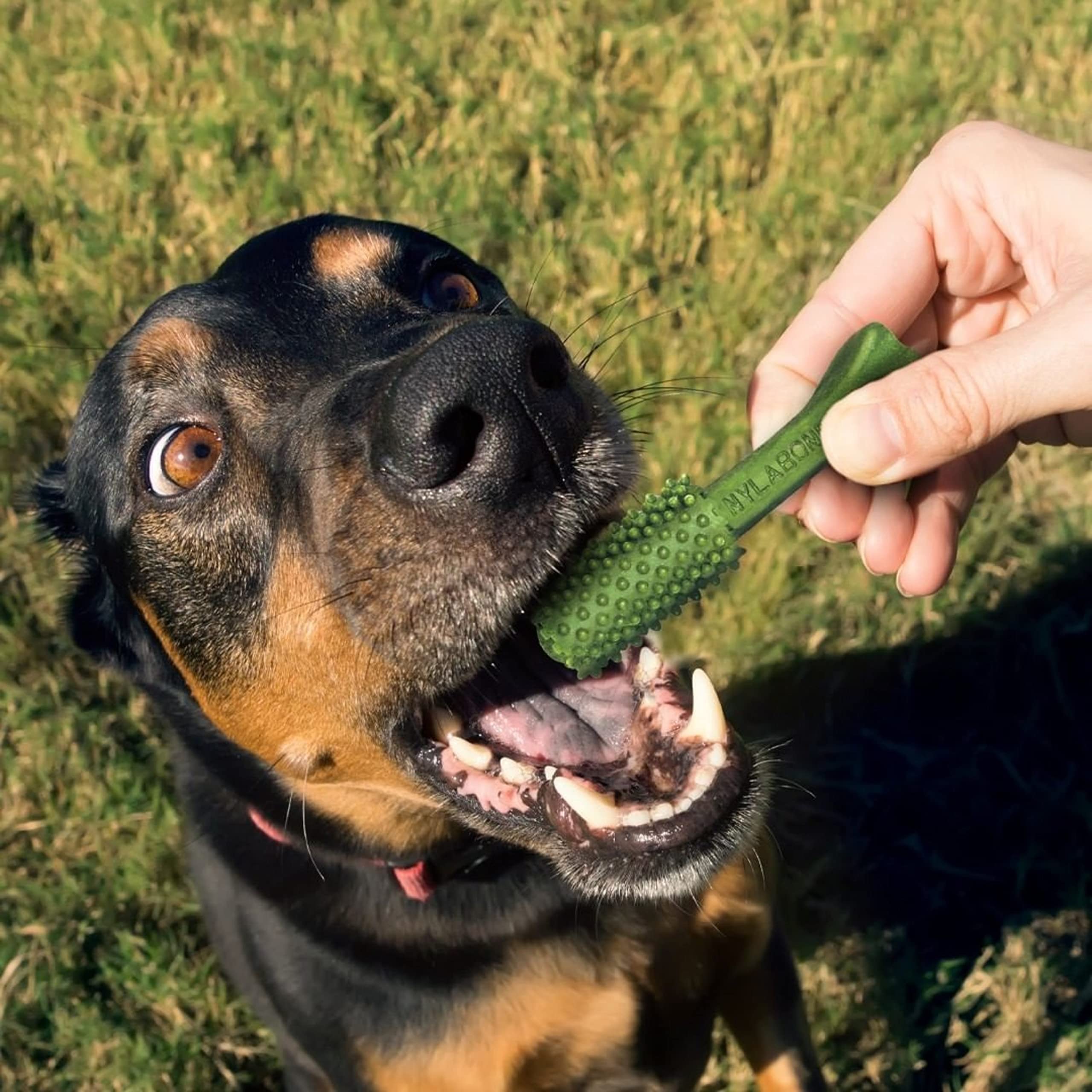 Nylabone Nutri Dent limited-ingredient label appeals to sensitive mouths