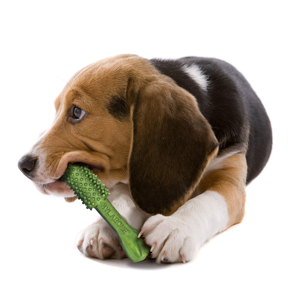 Dog enjoying Nutri Dent chew during playtime with fresh breath.