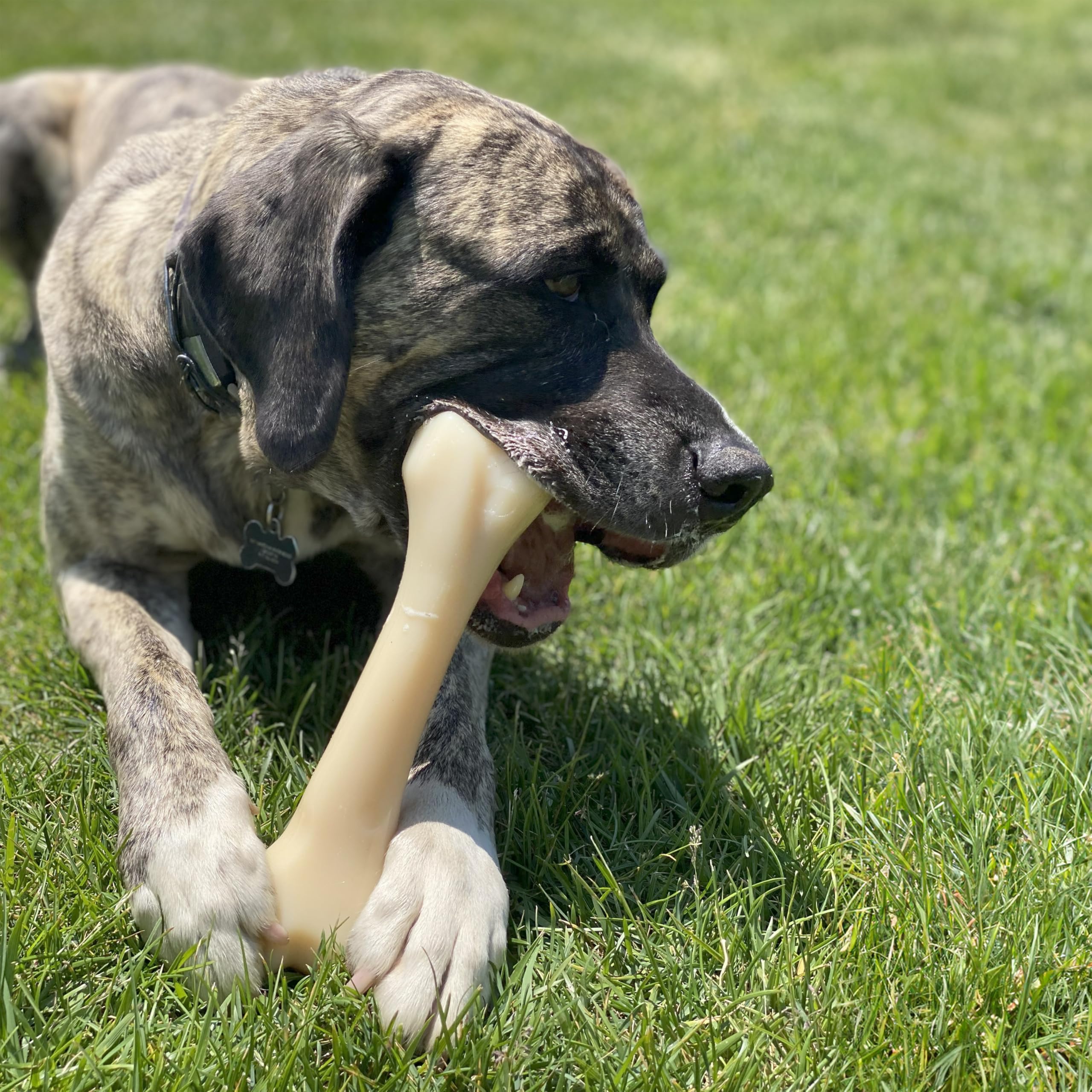 Nylabone nylon chew toy supports dental health during chewing