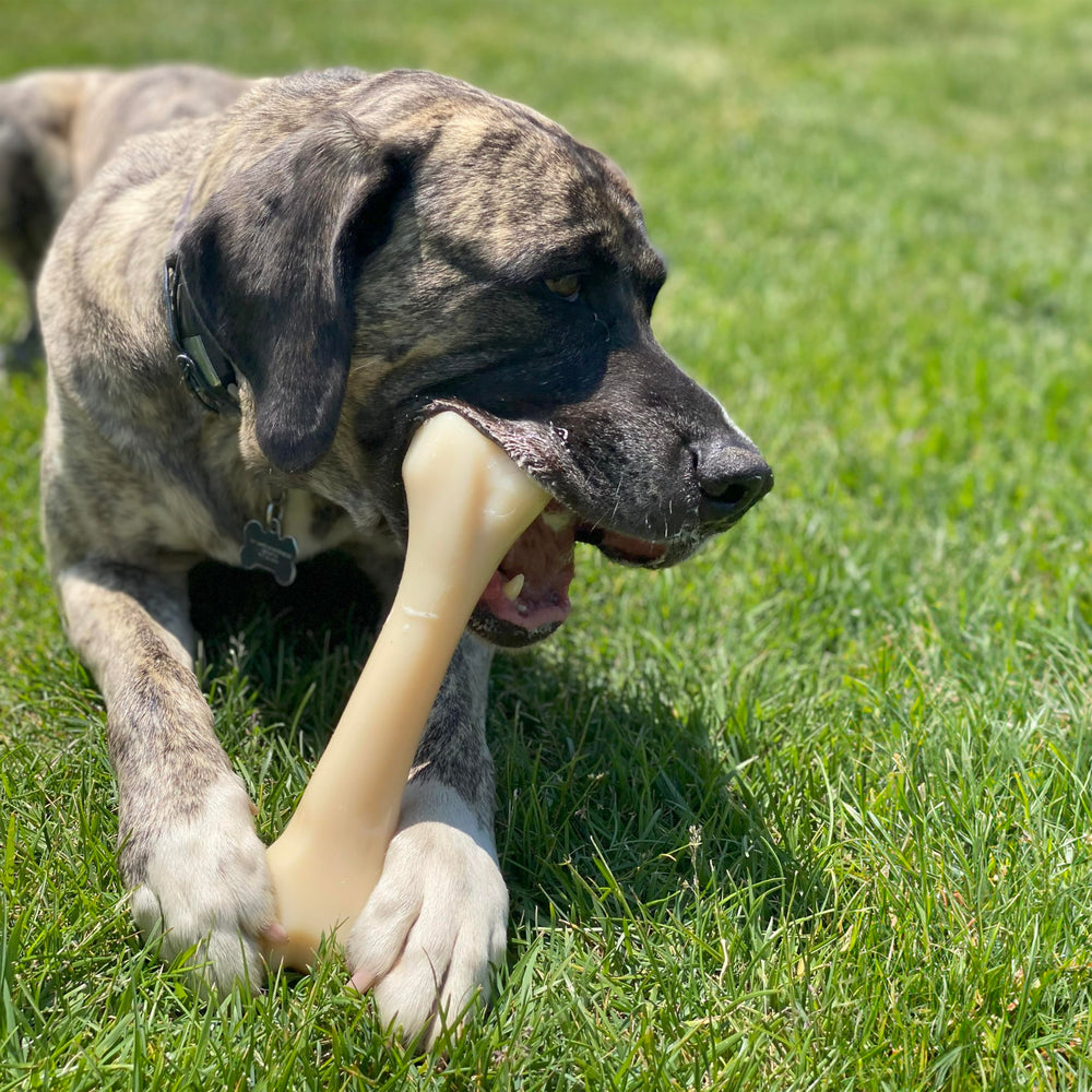 Nylabone nylon chew toy supports dental health during chewing