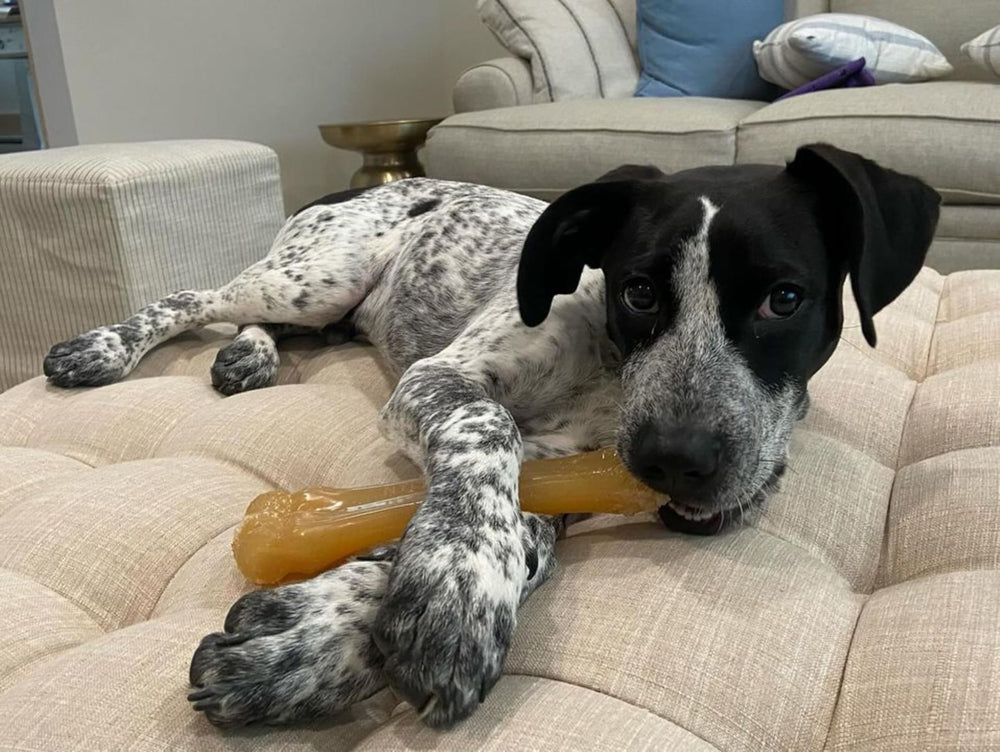 Nylabone Flexi Chew Knuckle Bone ready for cool, icy chewing sessions