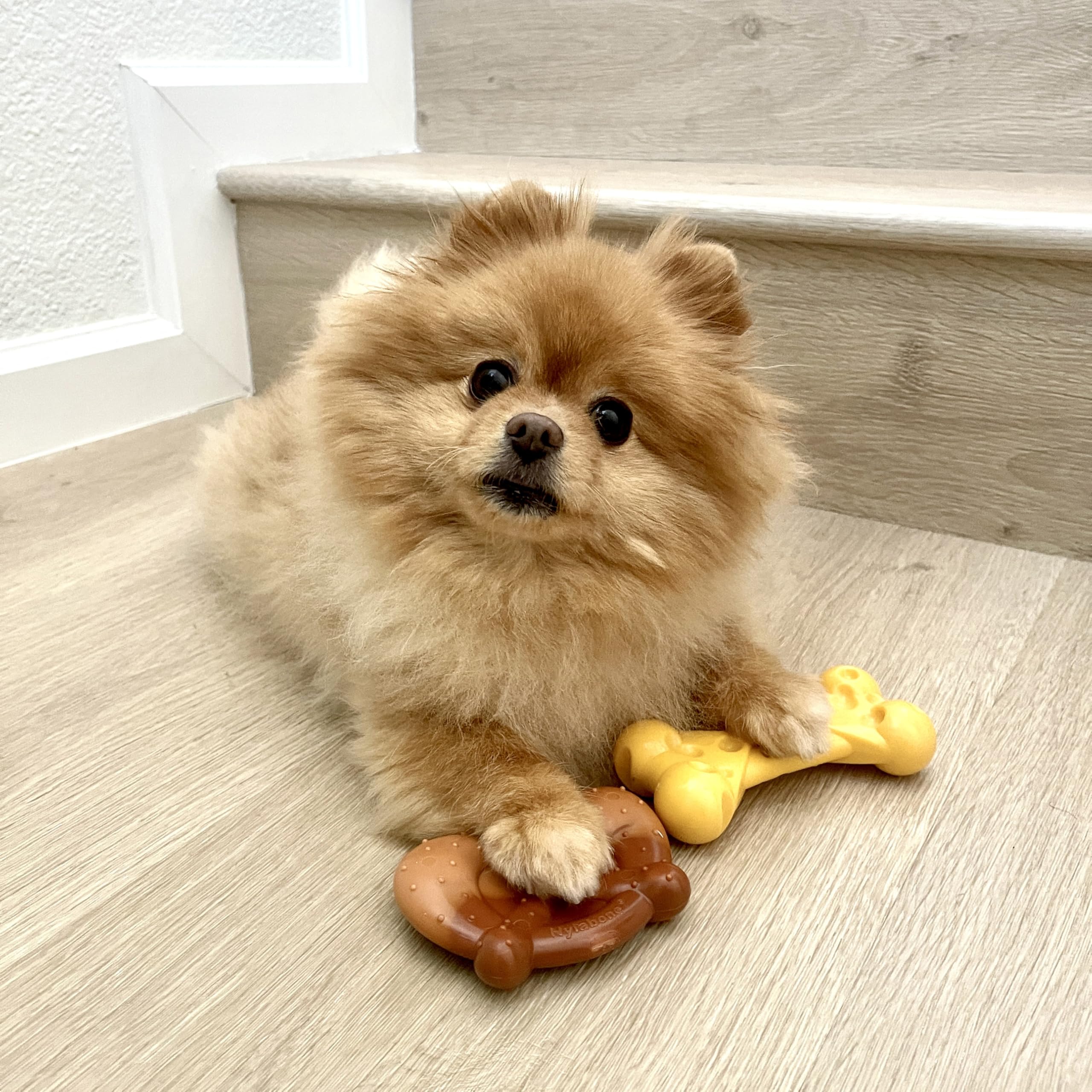 Nylabone Power Chew Bundle lobster chew toy arc view, three ends for extended chewing.