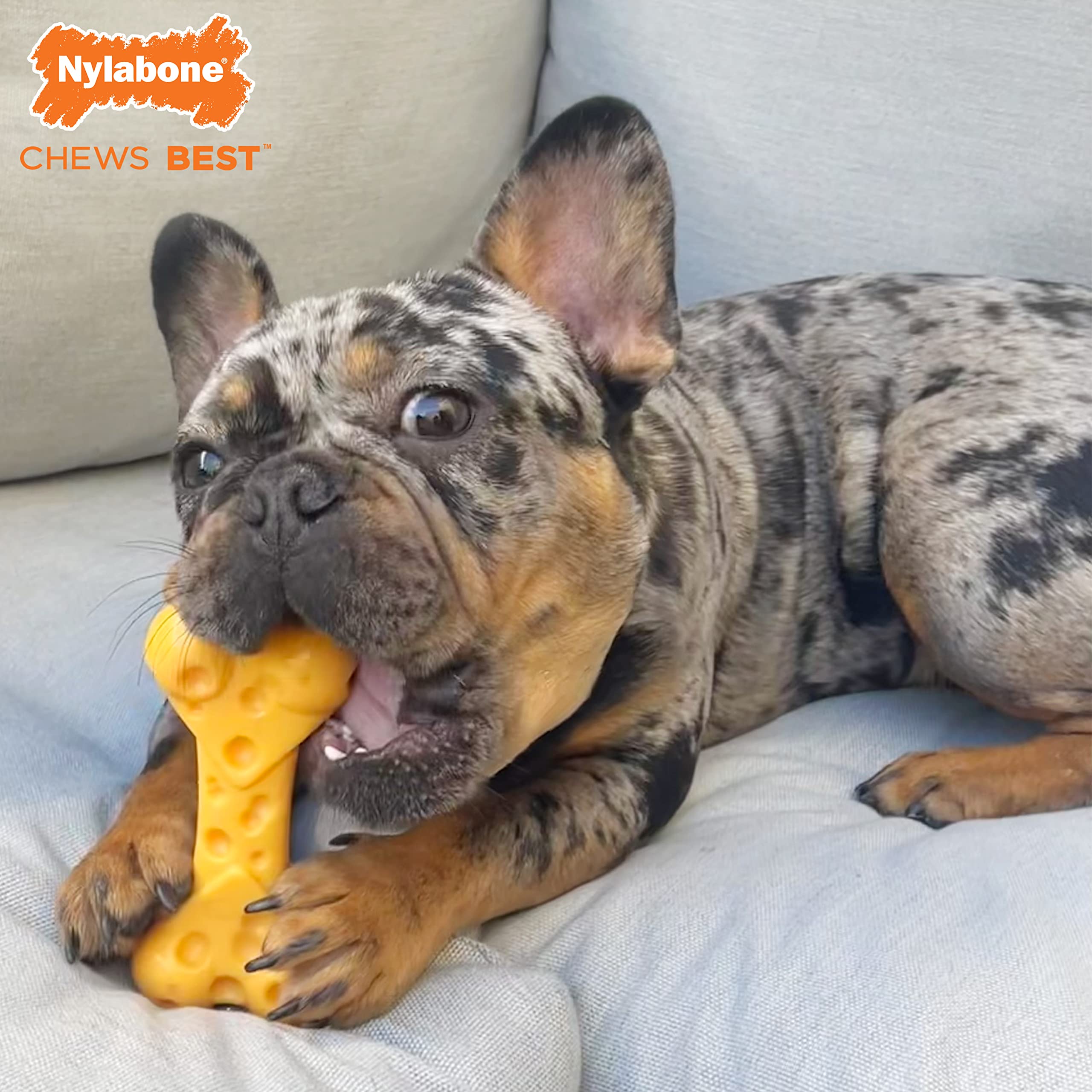 Nylabone Power Chew Bundle small dog holding toy, easy grip for tiny pups.