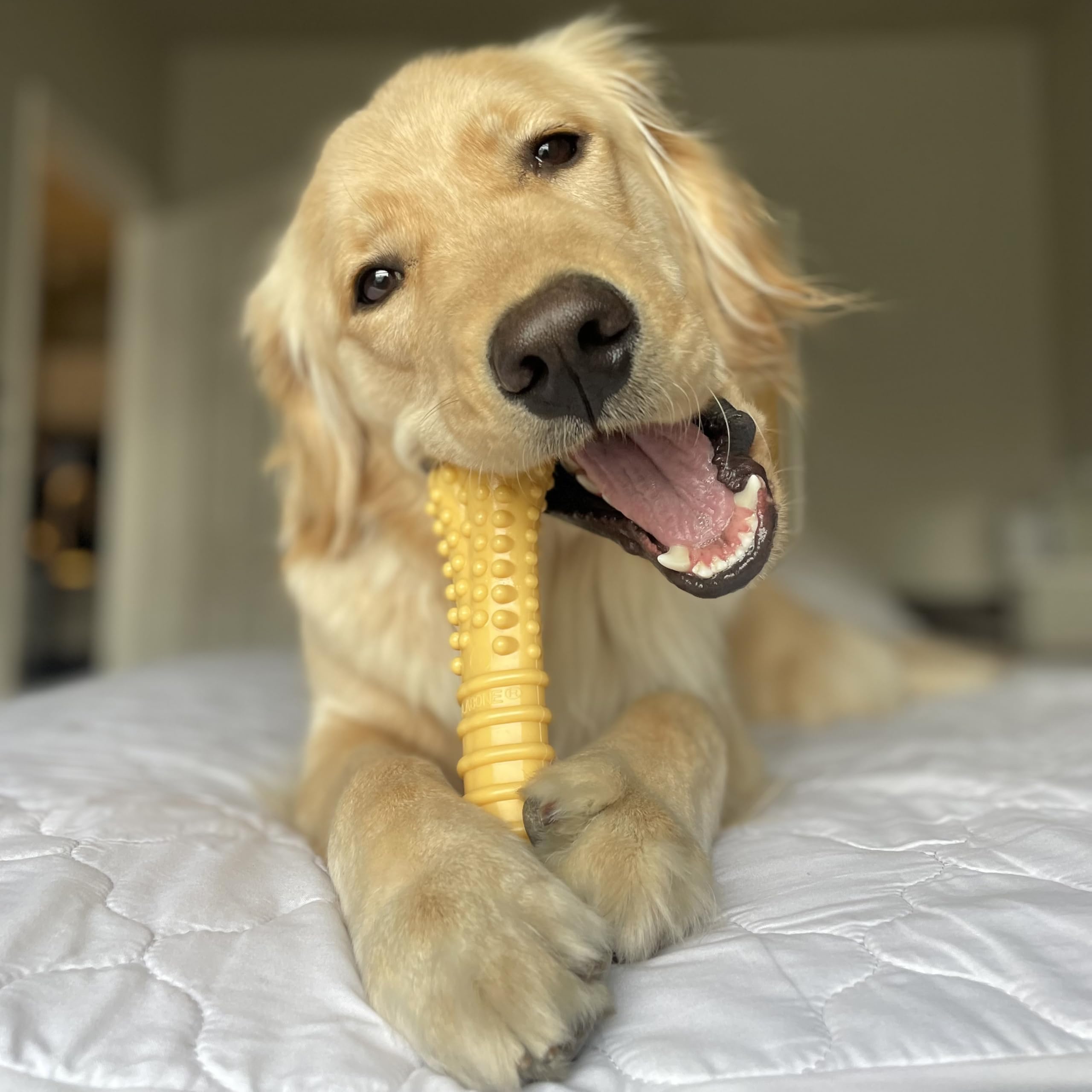 Close-up of rugged nylon material built for long-lasting chew sessions