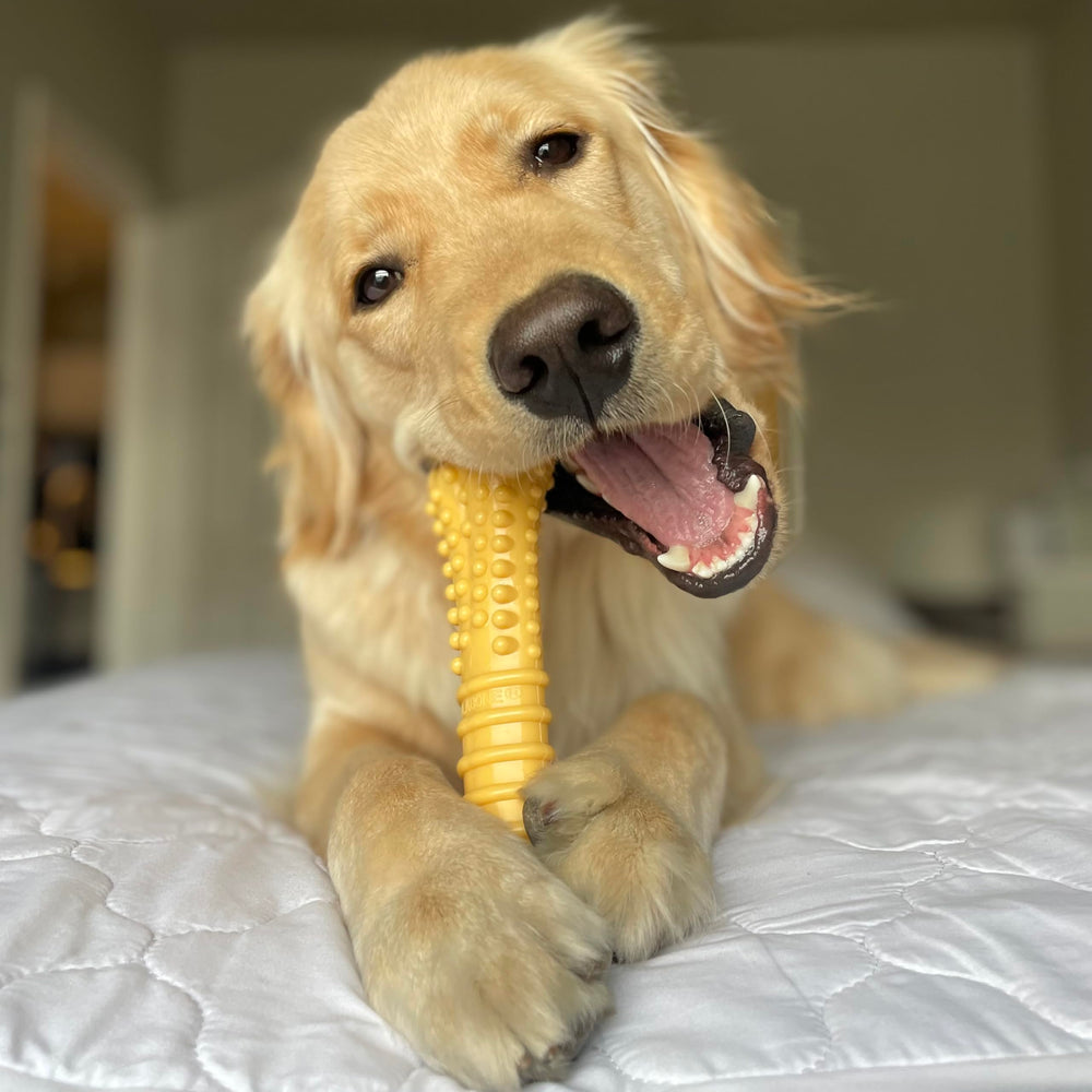 Close-up of rugged nylon material built for long-lasting chew sessions