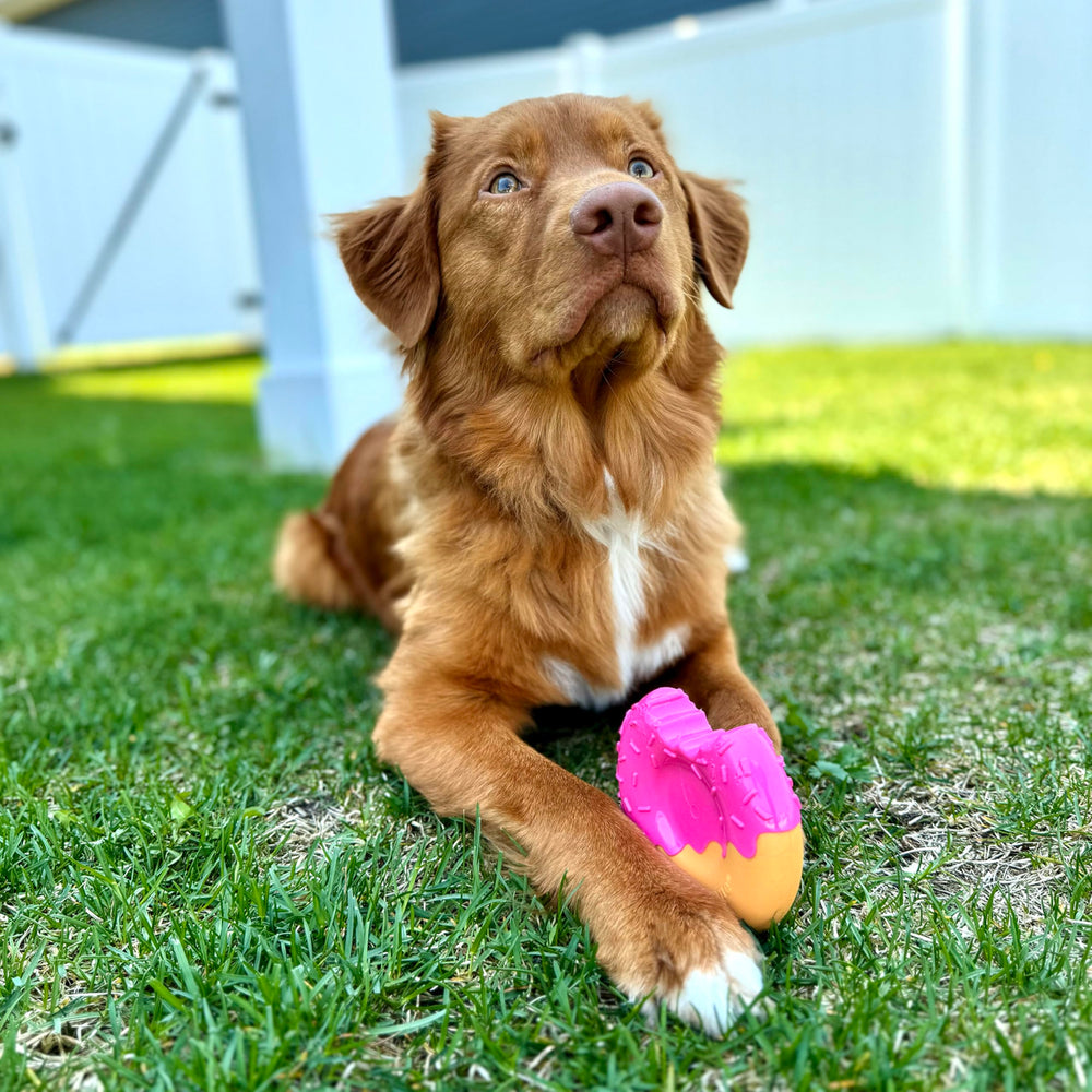 Nylabone Power Chew Bundle grooves and textures for tooth-friendly chewing