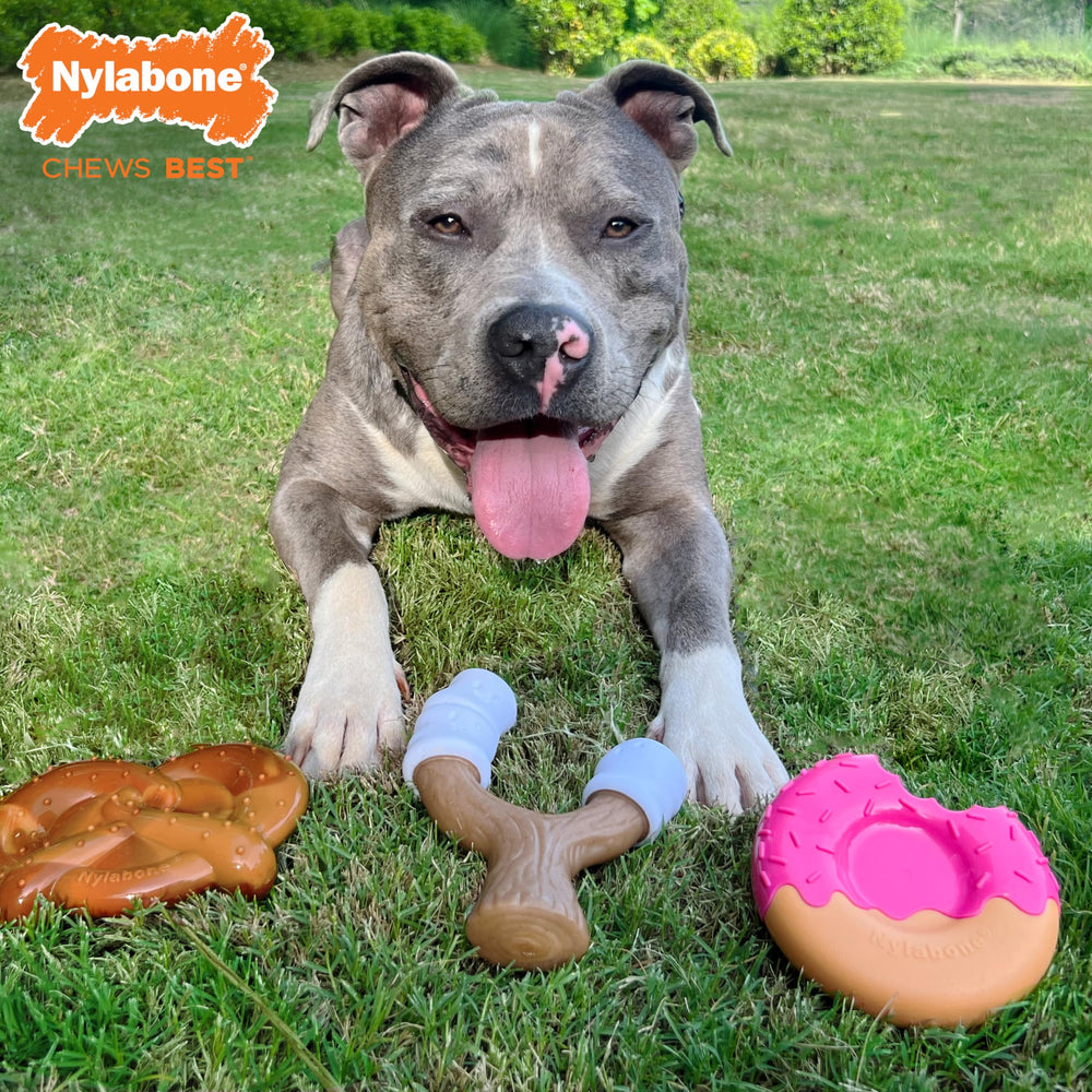 Nylabone Power Chew Bundle lickable donut treat toy for extended play