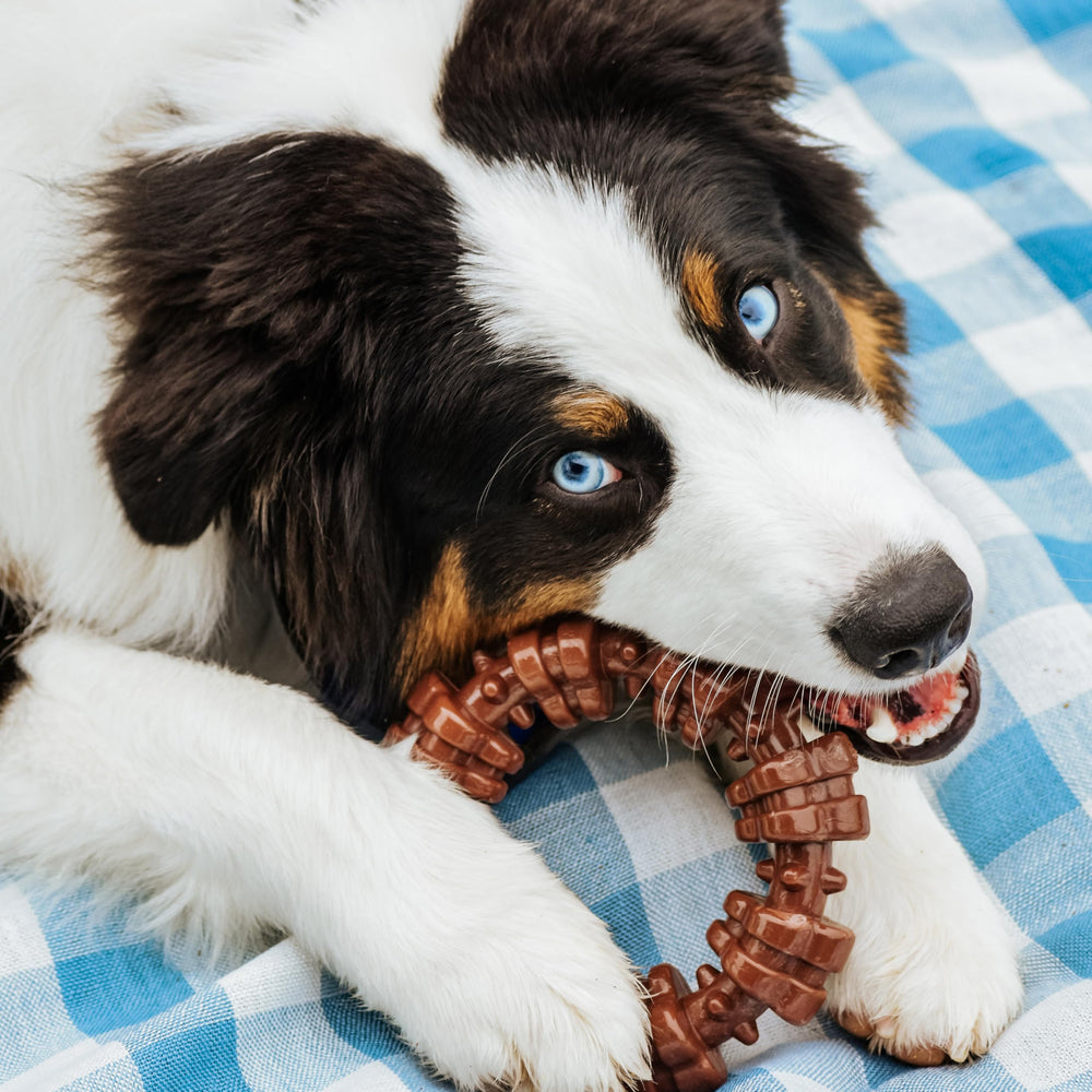 Flavor-infused chew toy for dogs with beef, bison, and peanut butter varieties