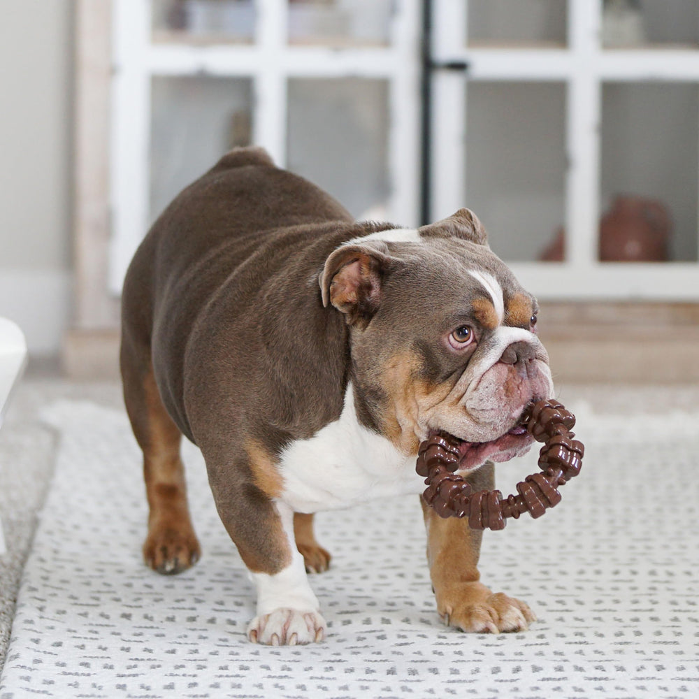 Nylabone Power Chew Wishbone designed for large dogs to hold and chew longer