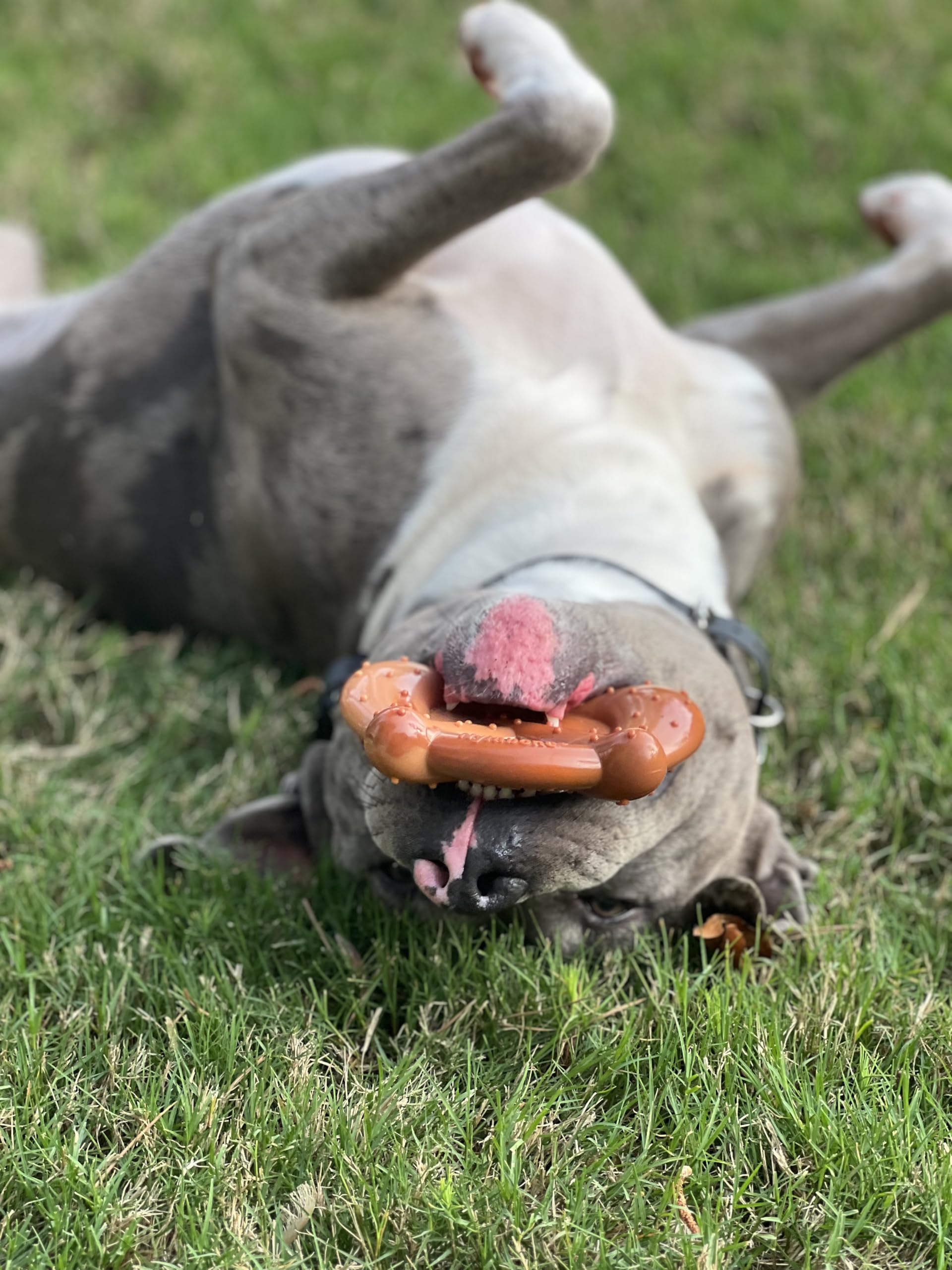 Nylabone Pretzel Power Chew bacon and peanut butter flavor appeal.
