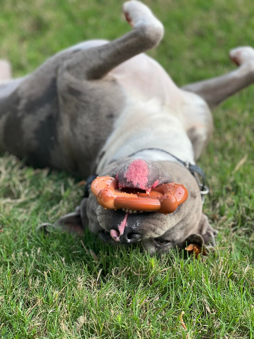 Nylabone Pretzel Power Chew bacon and peanut butter flavor appeal.