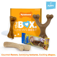 Nylabone Puppy Gift Box bone chew in authentic shape for varied chew play