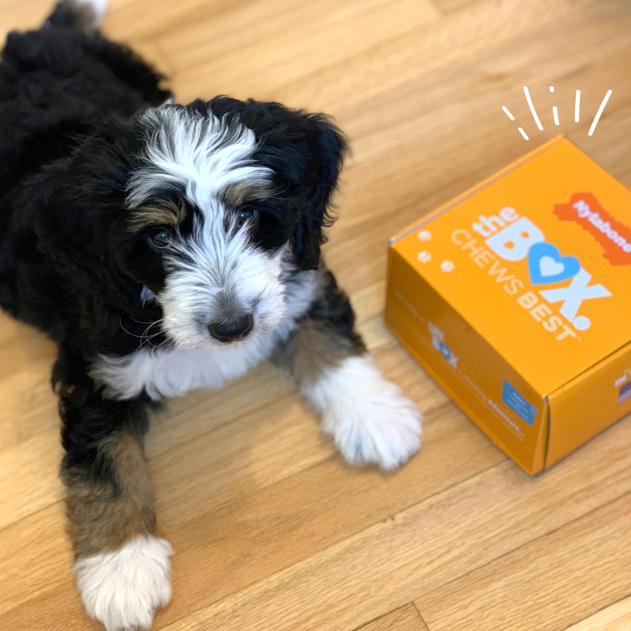 Nylabone Puppy Gift Box USA-made label on product image