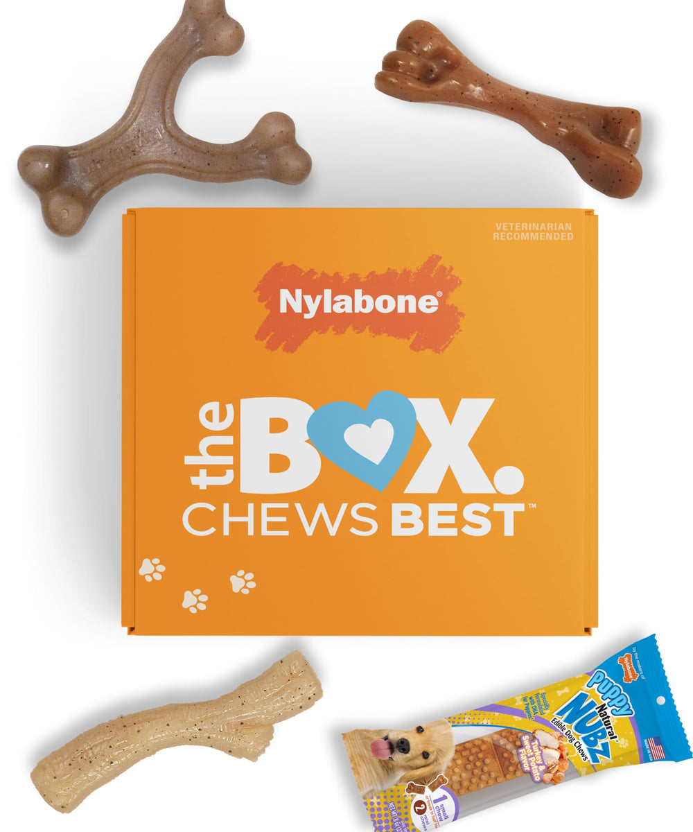 Nylabone Puppy Gift Box stick chew with bark texture for satisfying chewing