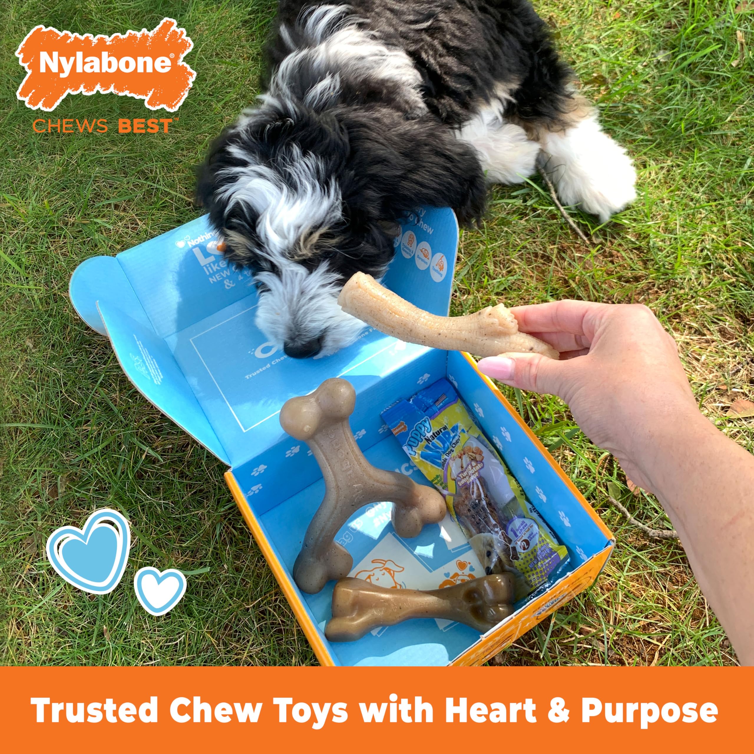 Nylabone Puppy Gift Box wishbone chew shown for ergonomic grip during chewing