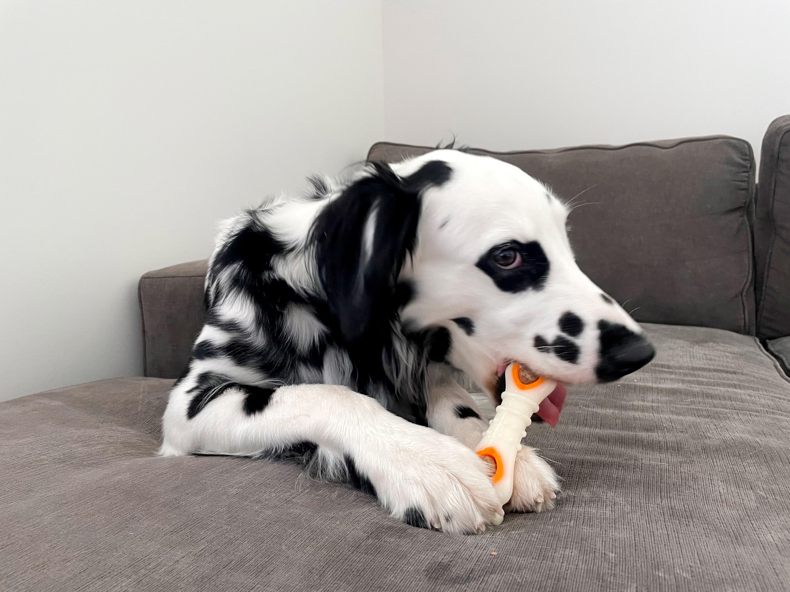 Nylabone real-chicken treats deliver recognizable flavor for rewarding moments.