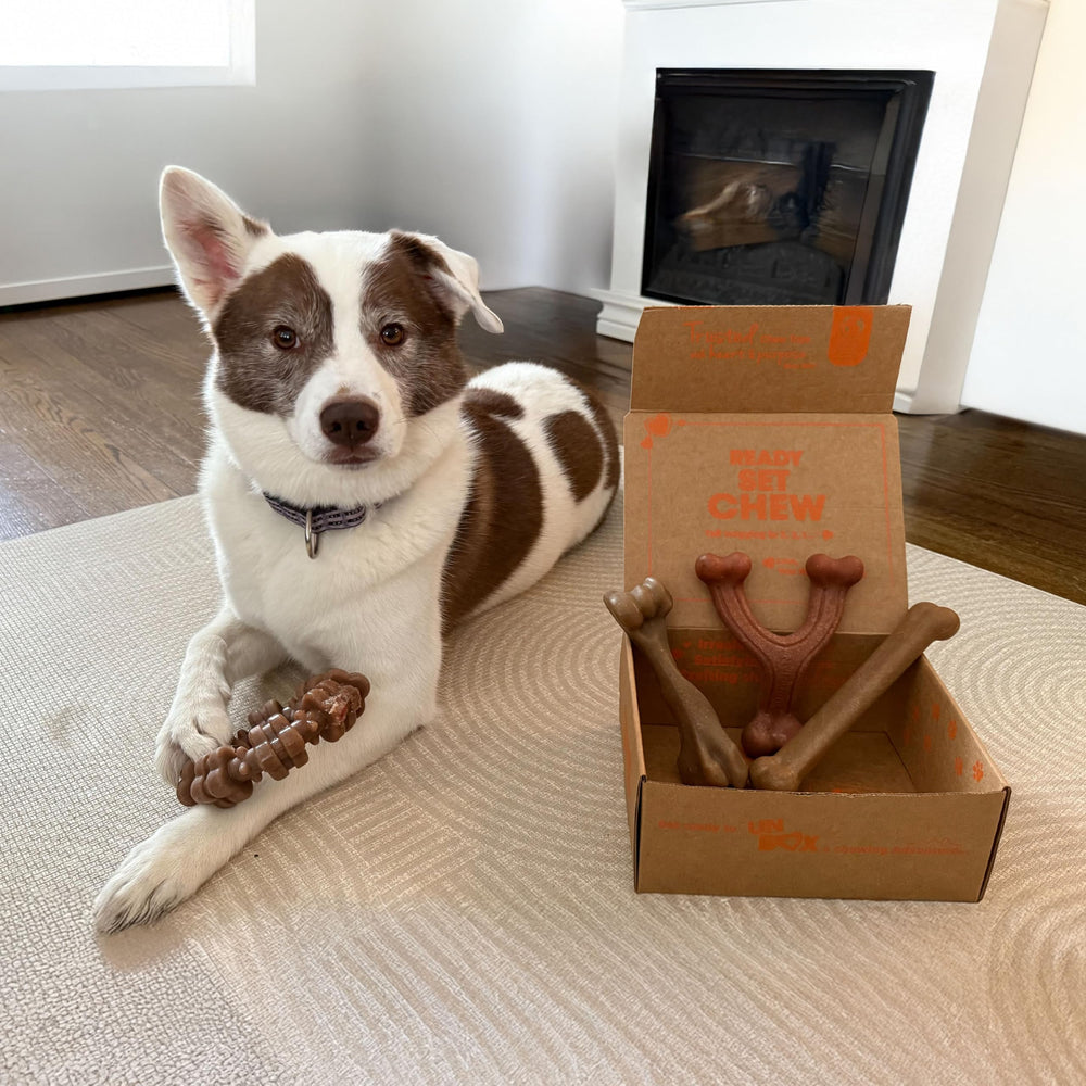 Nylabone real meat flavors including bacon, chicken, beef for flavor interest