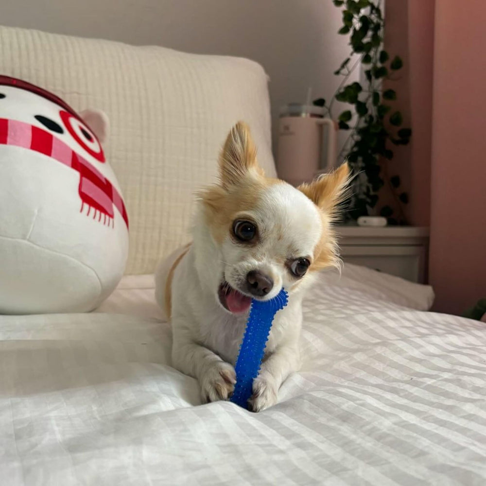 Nylabone small dog toys designed for dogs up to 25 pounds