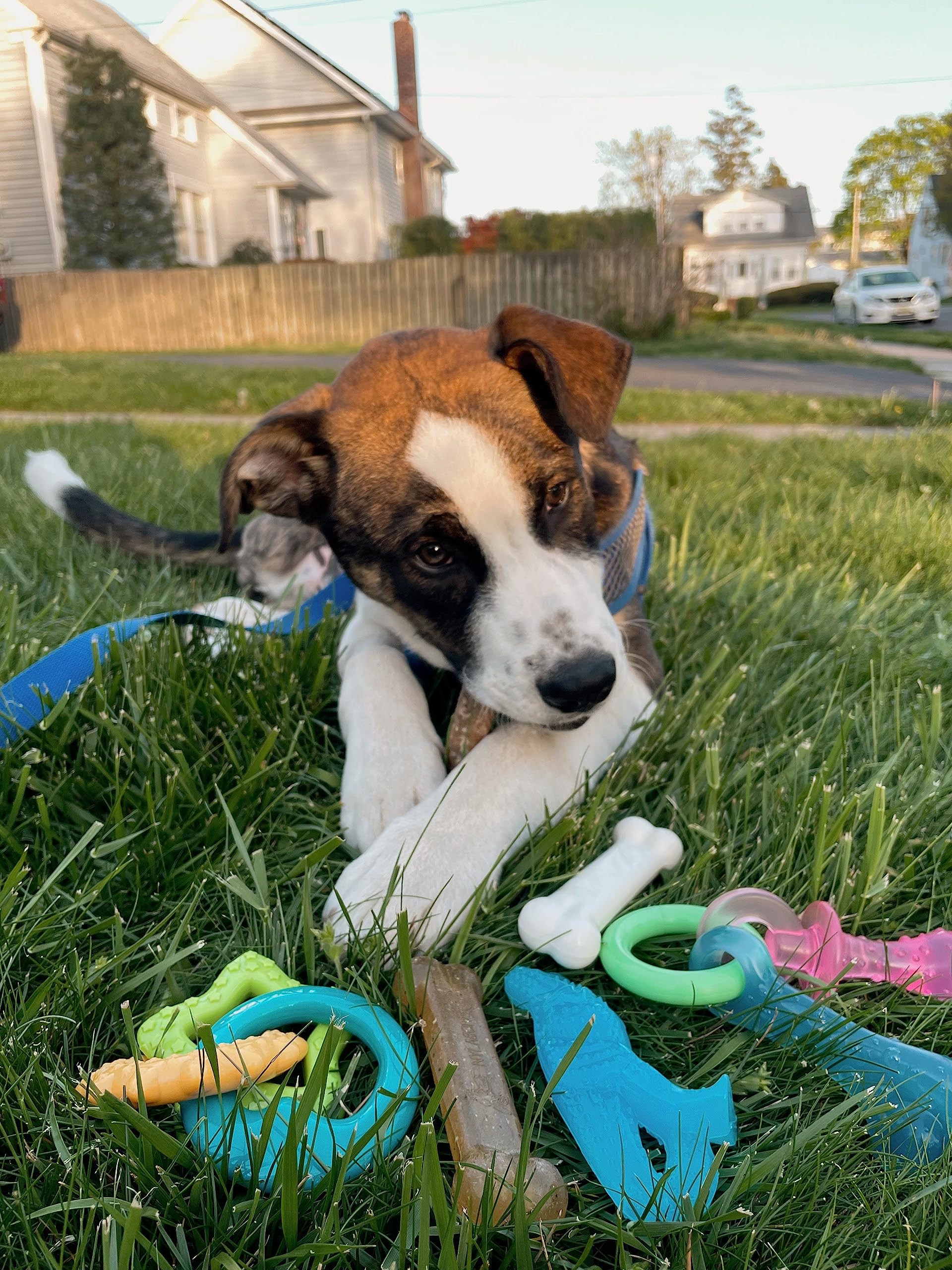 Nylabone soft teething bone for puppies eases teething discomfort.
