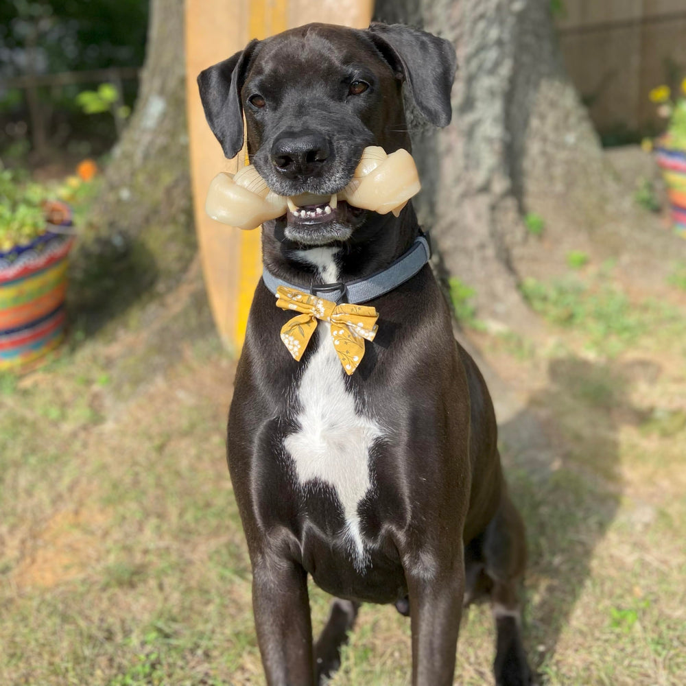 Nylabone USA-made badge visible on the toy surface