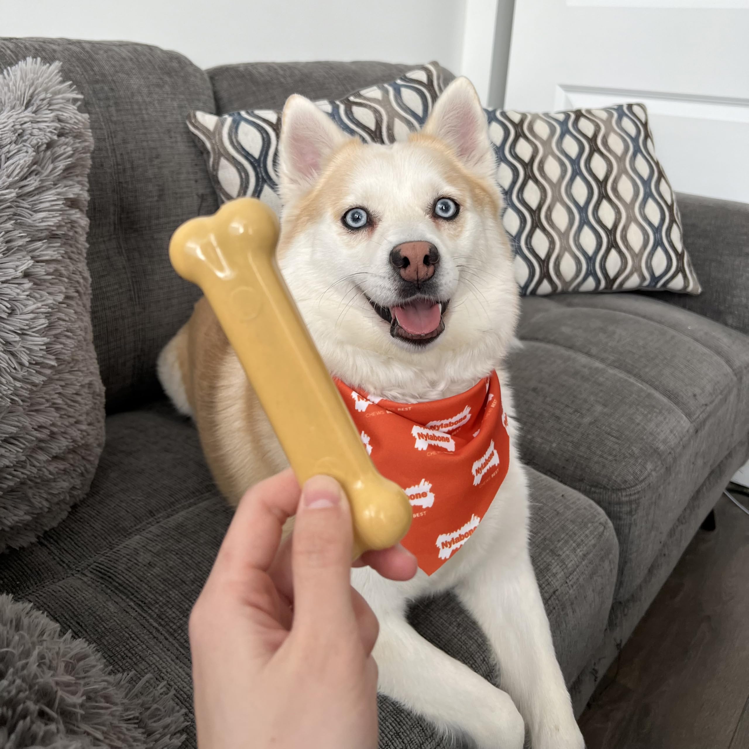 Nylabone Variety bundle brings engaging play for small dogs.