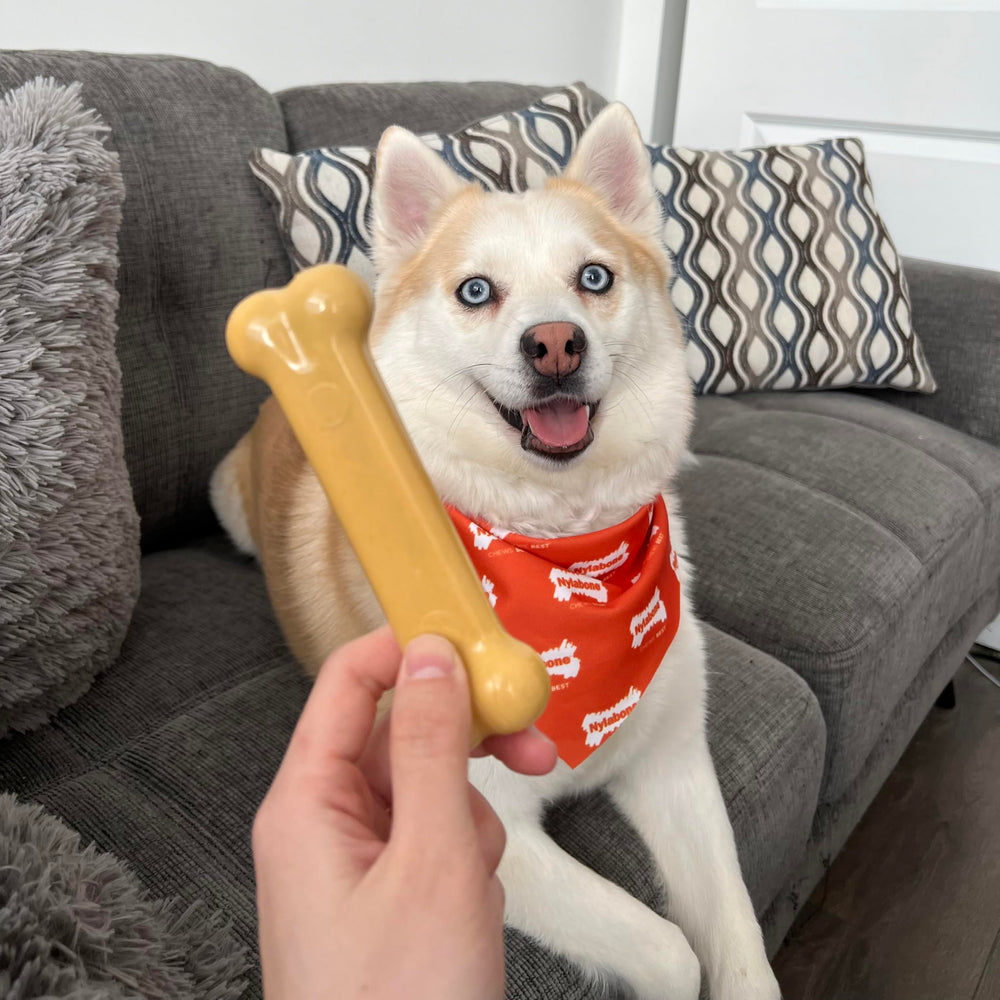 Nylabone Variety bundle brings engaging play for small dogs.