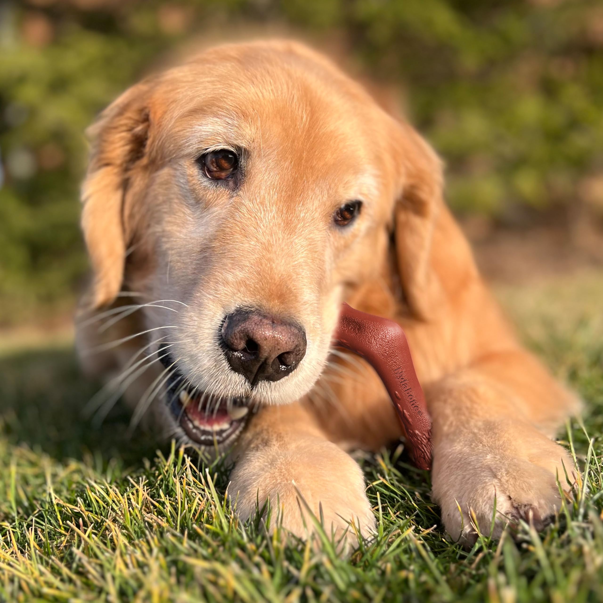 Nylabone venison flavor chew keeping dogs engaged with long-lasting flavor.
