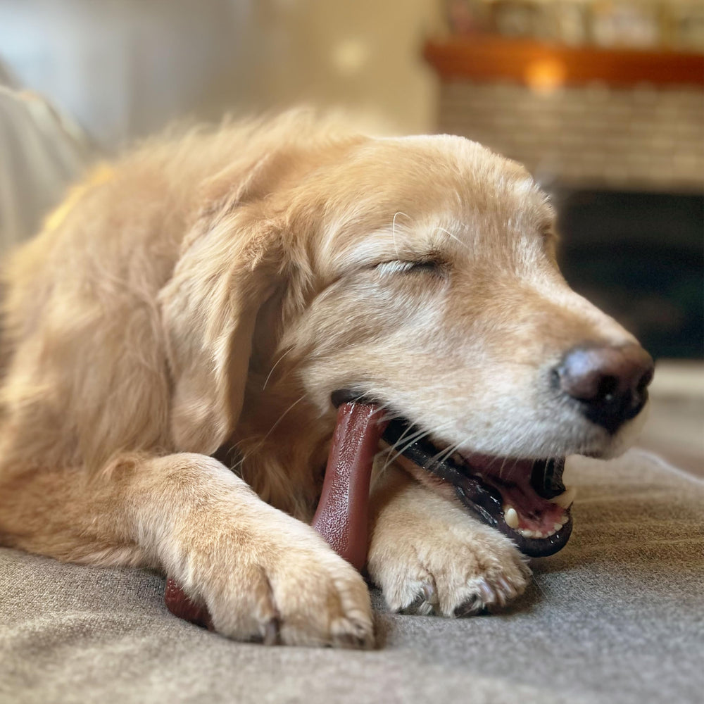 Nylabone venison tenderloin flavor enhances long-lasting chew sessions.
