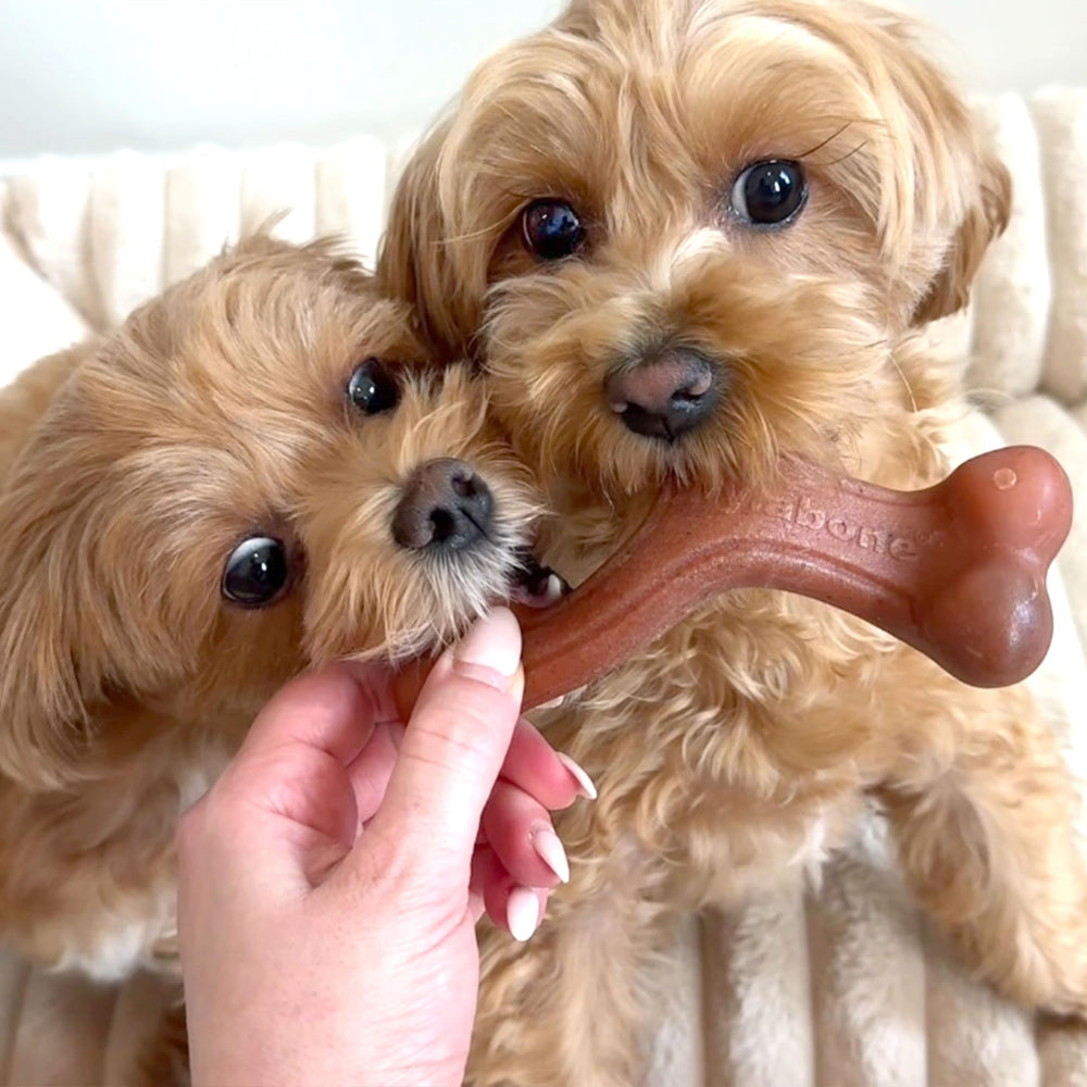 Nylabone Wishbone chew with real bacon for lasting play