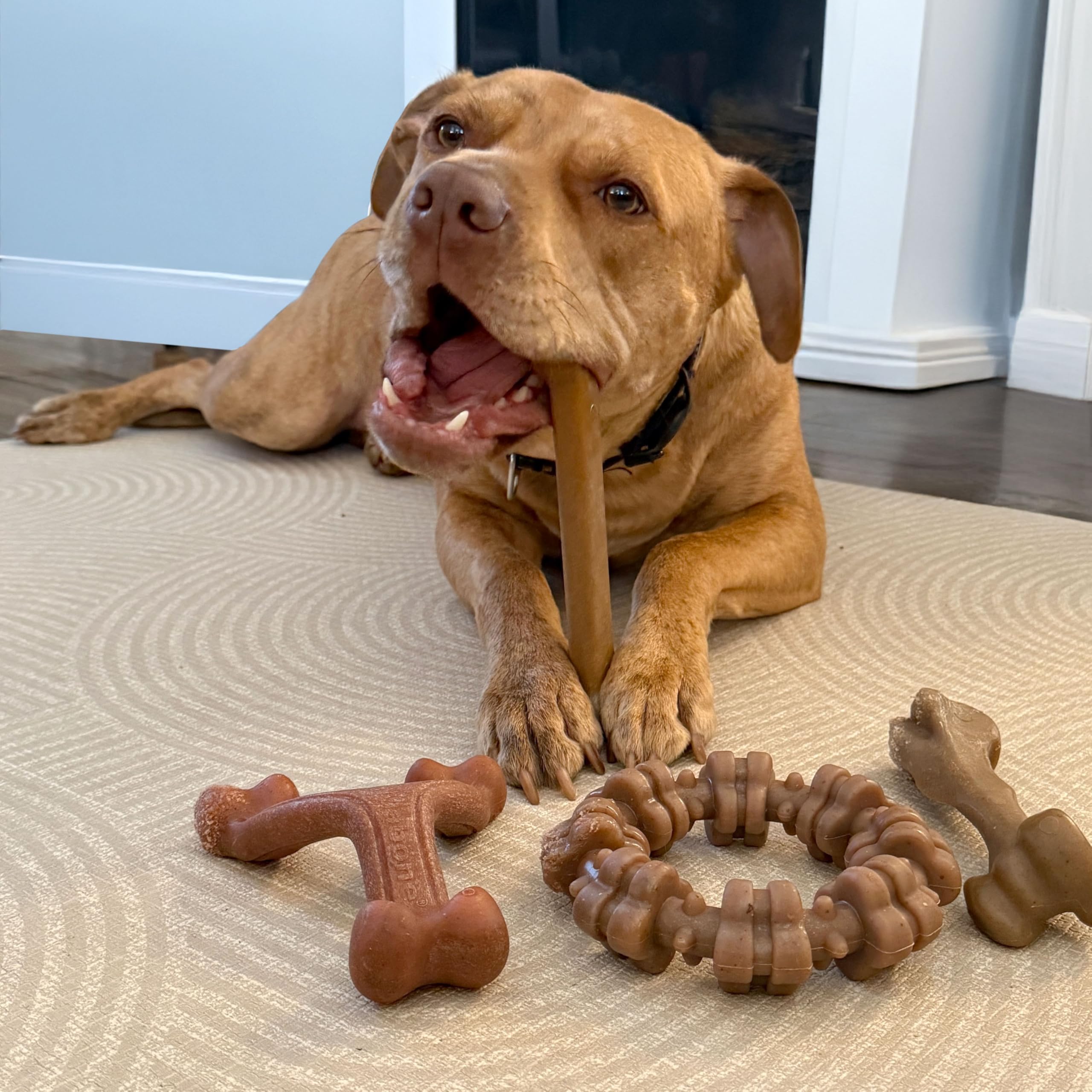 Nylabone wishbone toy with bacon flavor for long-lasting engagement