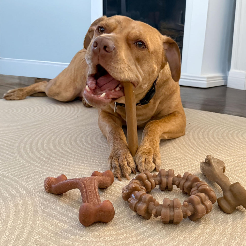 Nylabone wishbone toy with bacon flavor for long-lasting engagement