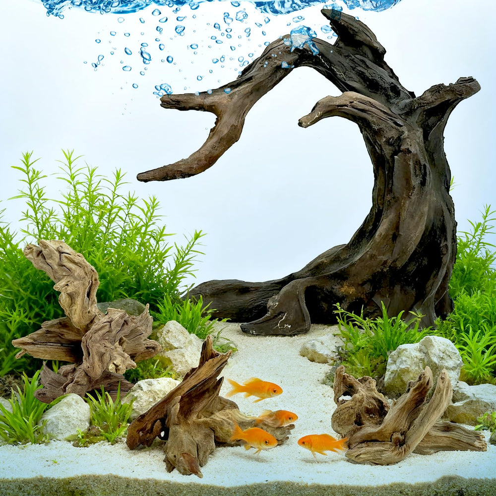 Obantrsz driftwood in tank ambience creates realistic landscape