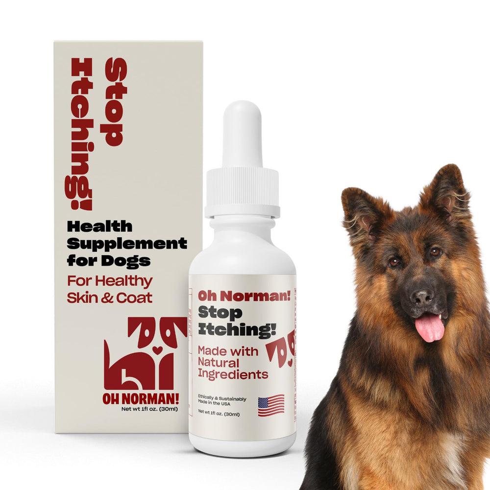 OH NORMAN! Stop Itching dog enjoying a calm daily routine.