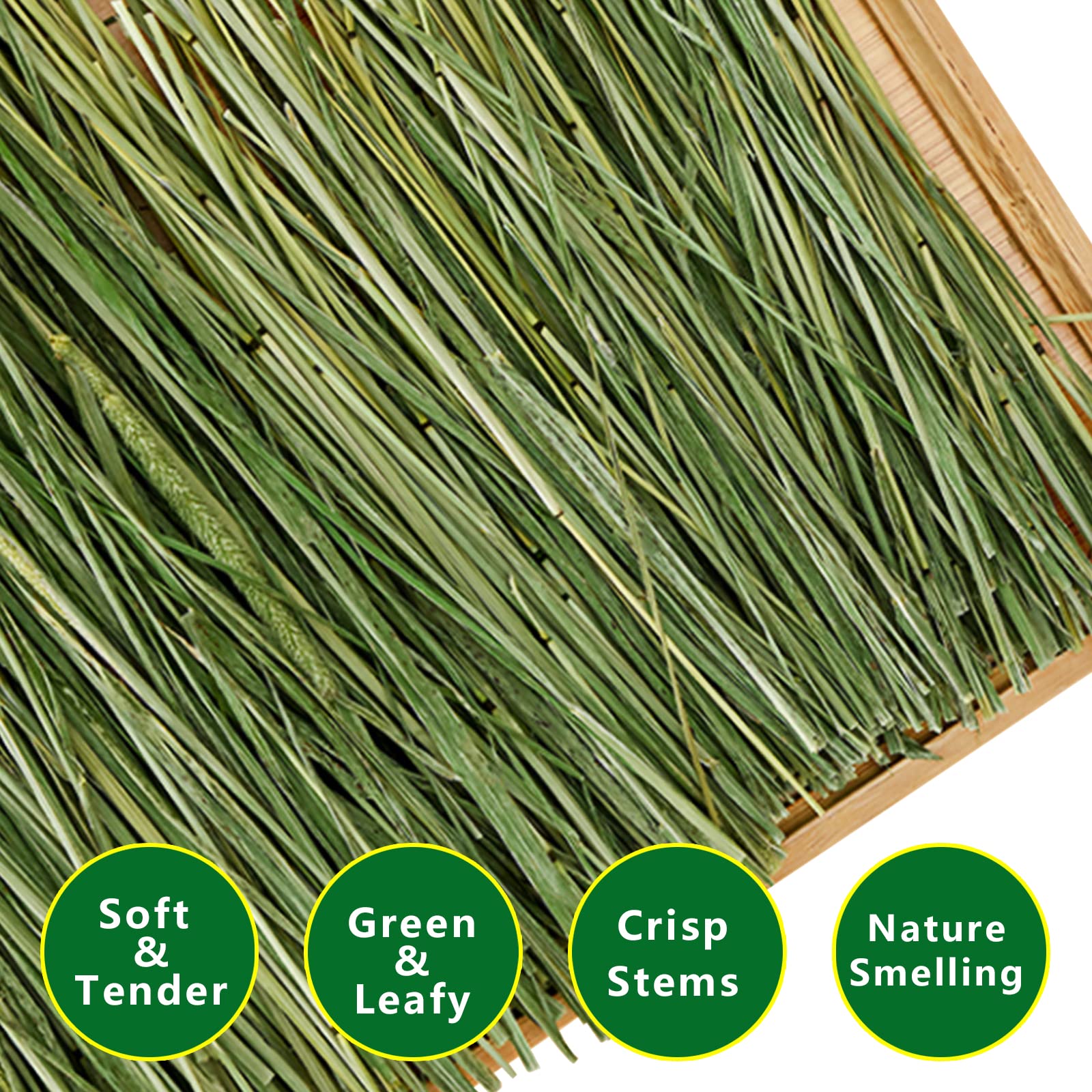 Ohcool green leaves Timothy Hay: soft leaves and long stems for nibbling.