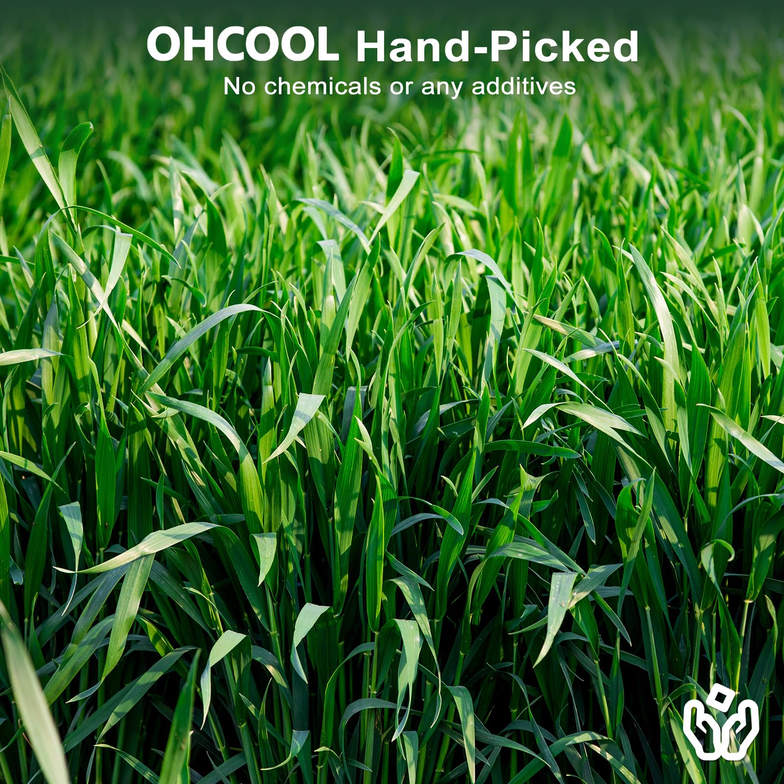 Ohcool oat hay dust-free-texture-closeup reveals airy fiber and quality.